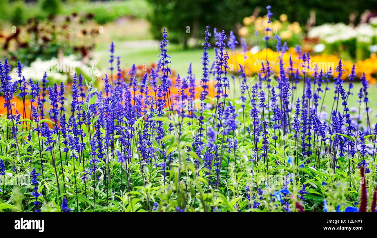 Fleur bleu fond jardin en été. Parterre de fleurs avec sage salvia, nemarosa. Jardinage et paysage magnifique, selective focus Banque D'Images