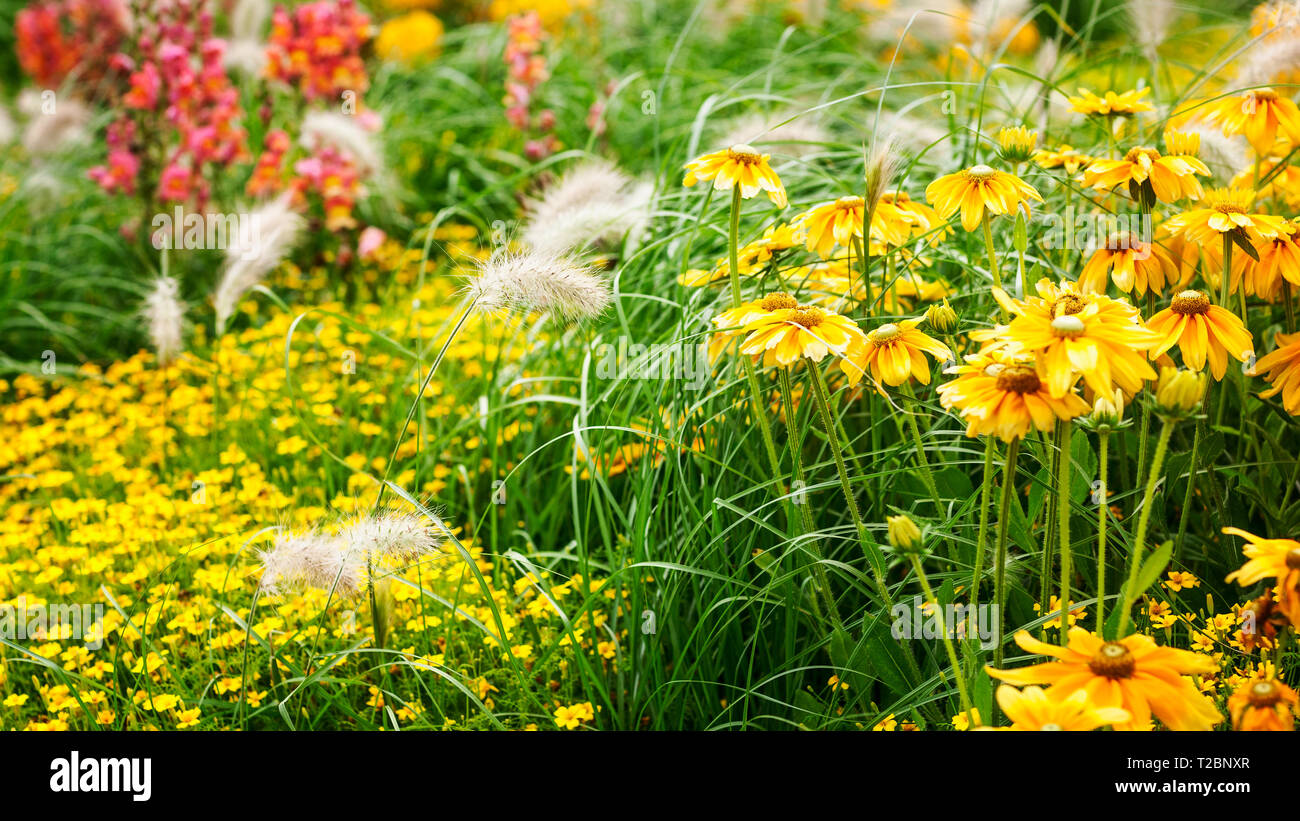 Fleur Rose jaune jardin contexte en été. Parterre avec snapdragon, échinacée, Marigold, tagetes et l'herbe. Jardinage et paysage magnifique, Banque D'Images