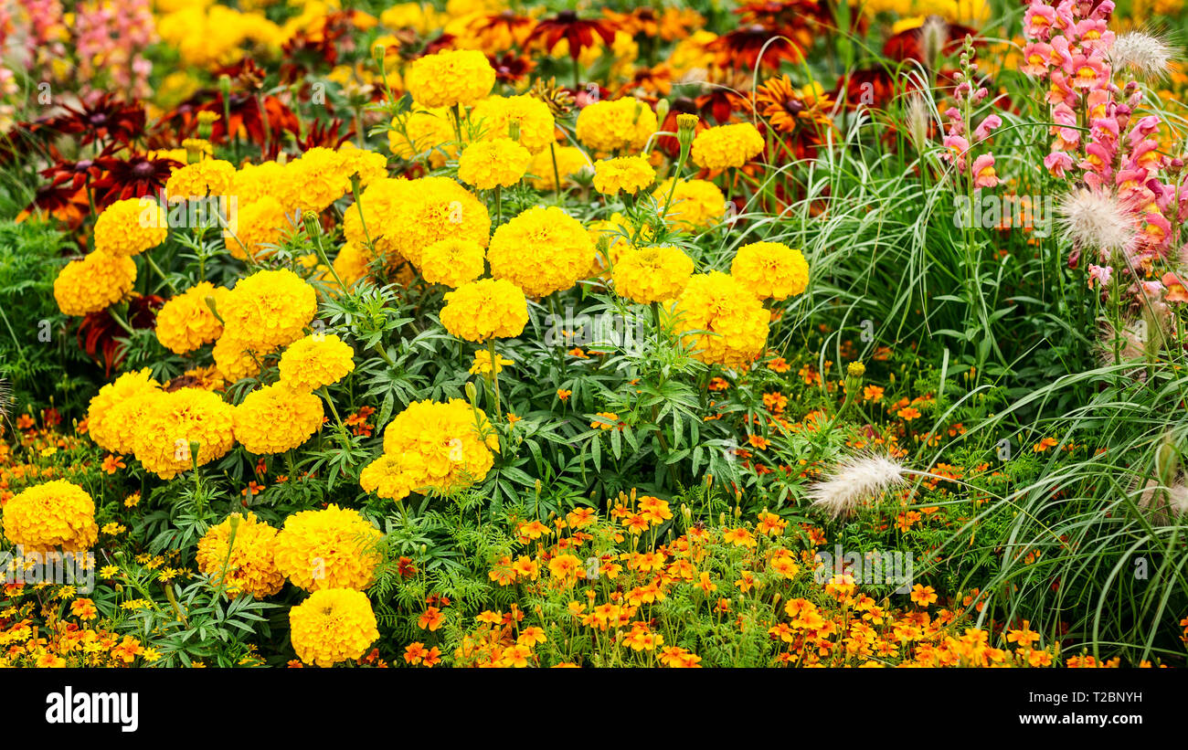 Fleur Rose jaune jardin contexte en été. Parterre avec snapdragon, échinacée, Marigold, tagetes et l'herbe. Jardinage et paysage magnifique, Banque D'Images