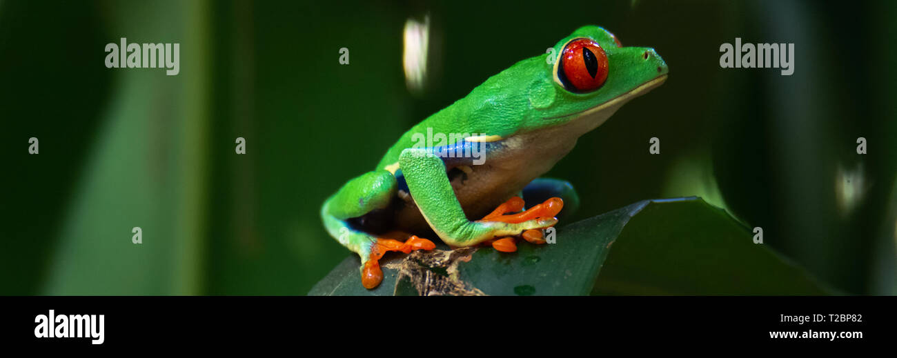 Avec un regard d'inquiétude un Red eyed tree frog détient sur une surface inégale en l'étalant de grands orteils large Banque D'Images