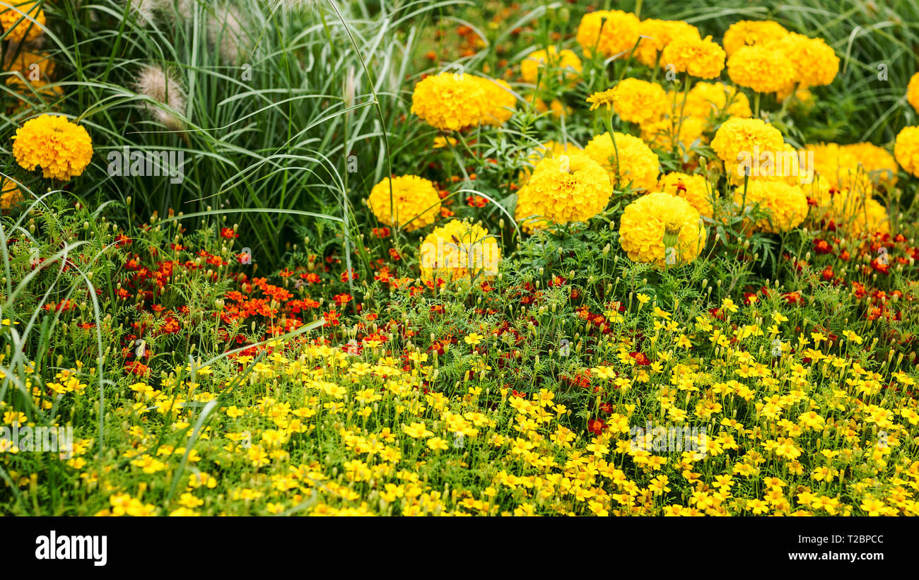 Fleur jaune jardin contexte en été. Parterre avec souci, tagetes et l'herbe. Jardinage et paysage magnifique, selective focus Banque D'Images