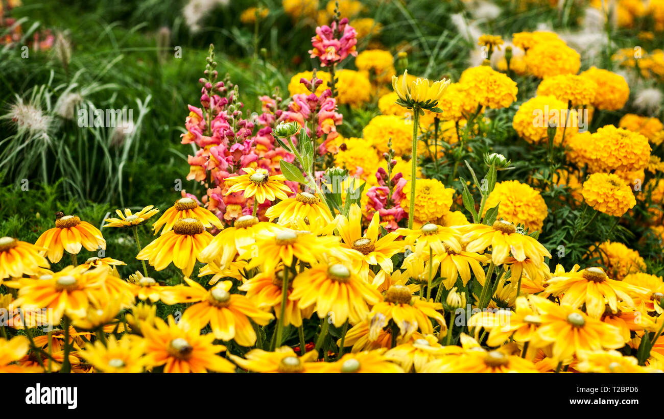 Fleur Rose jaune jardin contexte en été. Parterre avec snapdragon, échinacée, Marigold, tagetes et l'herbe. Jardinage et paysage magnifique, Banque D'Images