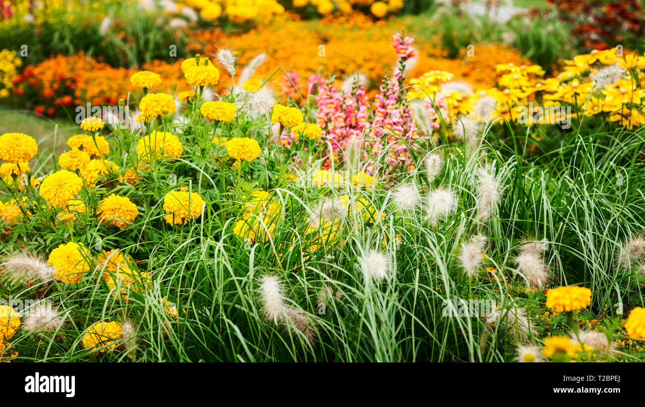 Fleur Rose jaune jardin contexte en été. Parterre avec snapdragon, échinacée, Marigold, tagetes et l'herbe. Jardinage et paysage magnifique, Banque D'Images