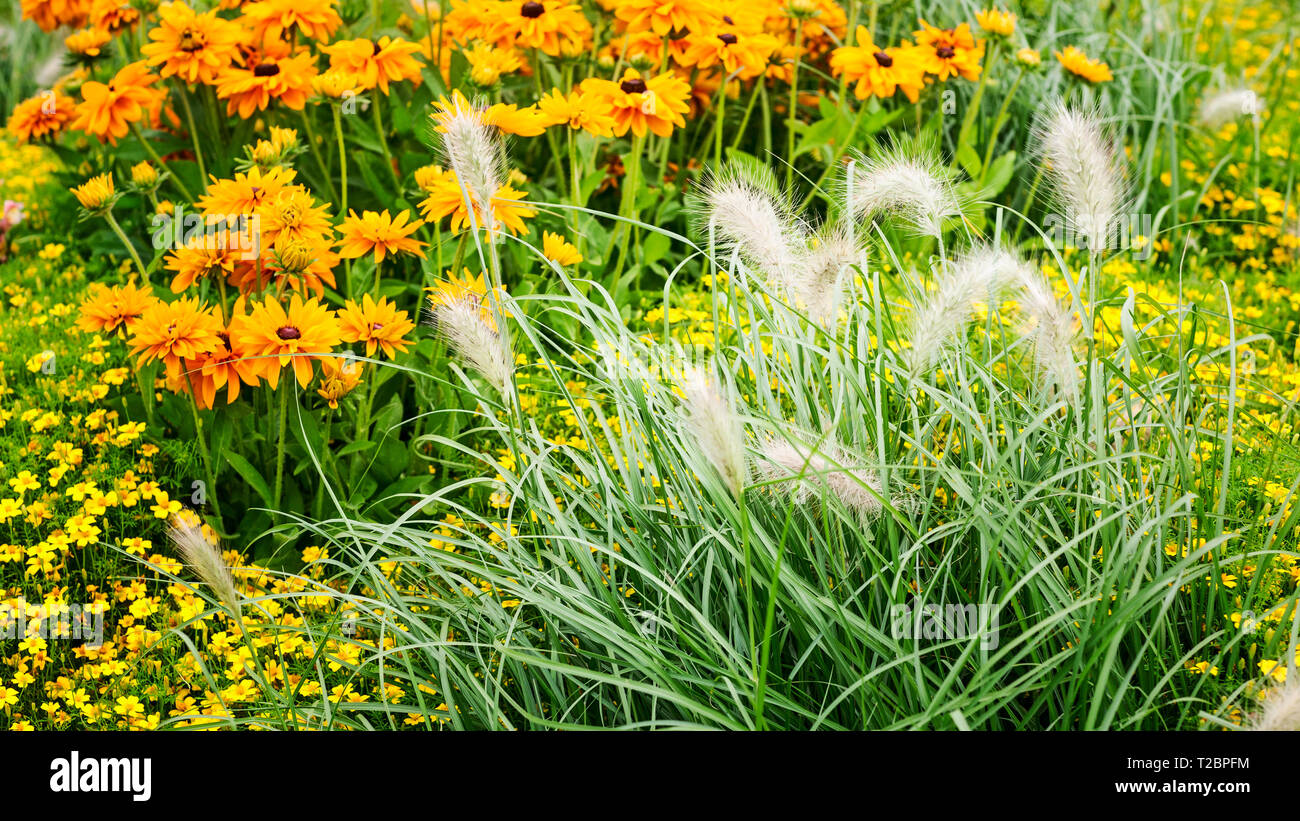 Fleur jaune jardin contexte en été. Parterre à l'échinacée, Marigold, tagetes et l'herbe. Jardinage et paysage magnifique, selective focus Banque D'Images