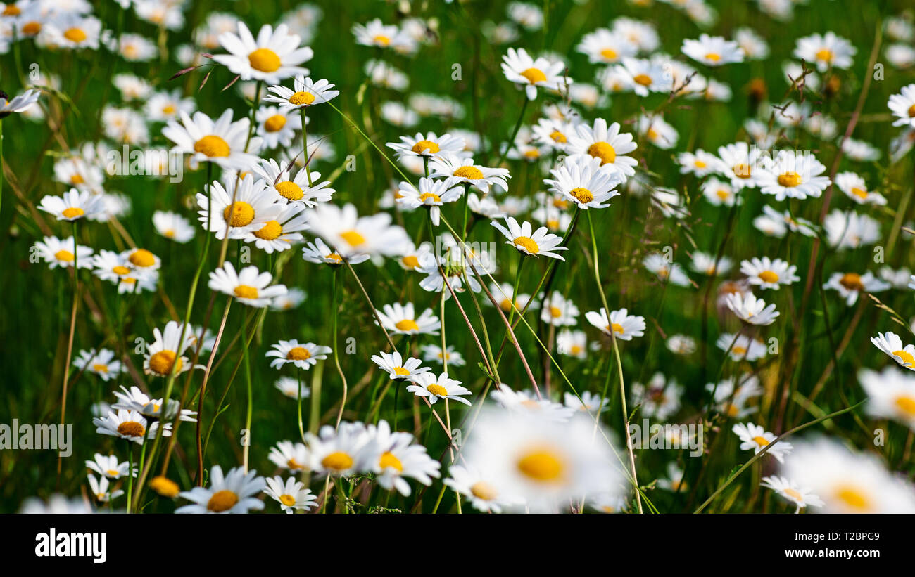 Jardin de fleurs en été avec Marguerite blanche fleurs et l'herbe. Floral background, selective focus Banque D'Images