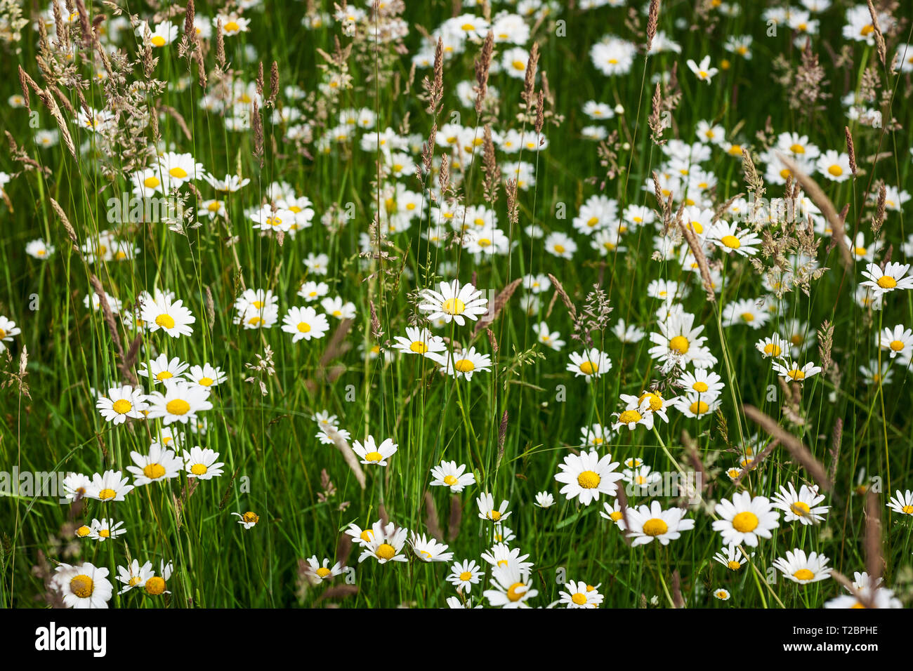 Jardin de fleurs en été avec Marguerite blanche fleurs et l'herbe. Floral background, selective focus Banque D'Images