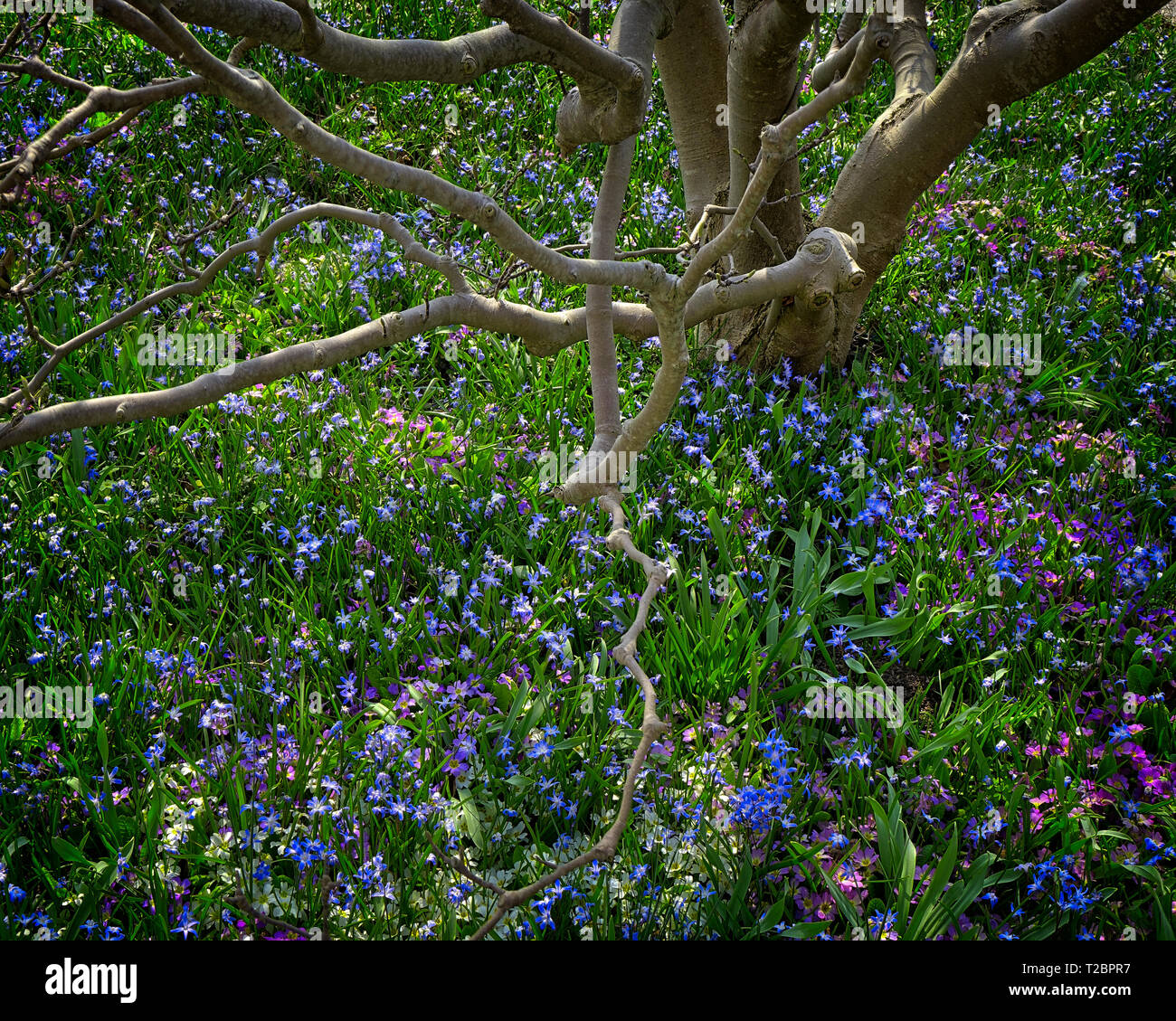 Flore : gloire de la neige, (lat : Chionodoxa luciliae) en vertu de la Magnolia Banque D'Images