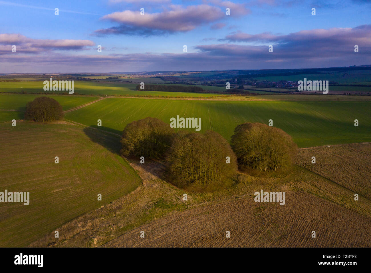 Des touffes d'arbres sur le ridgeway, Wiltshire, Angleterre, Royaume-Uni, Drone Banque D'Images