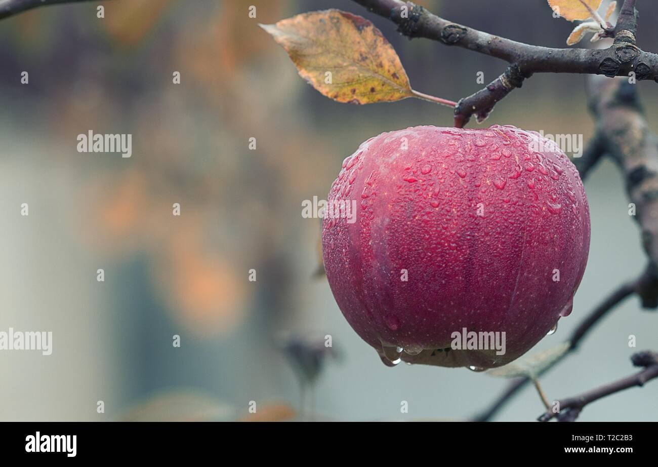 Fruits pomme rouge dans la lumière du soleil Banque D'Images