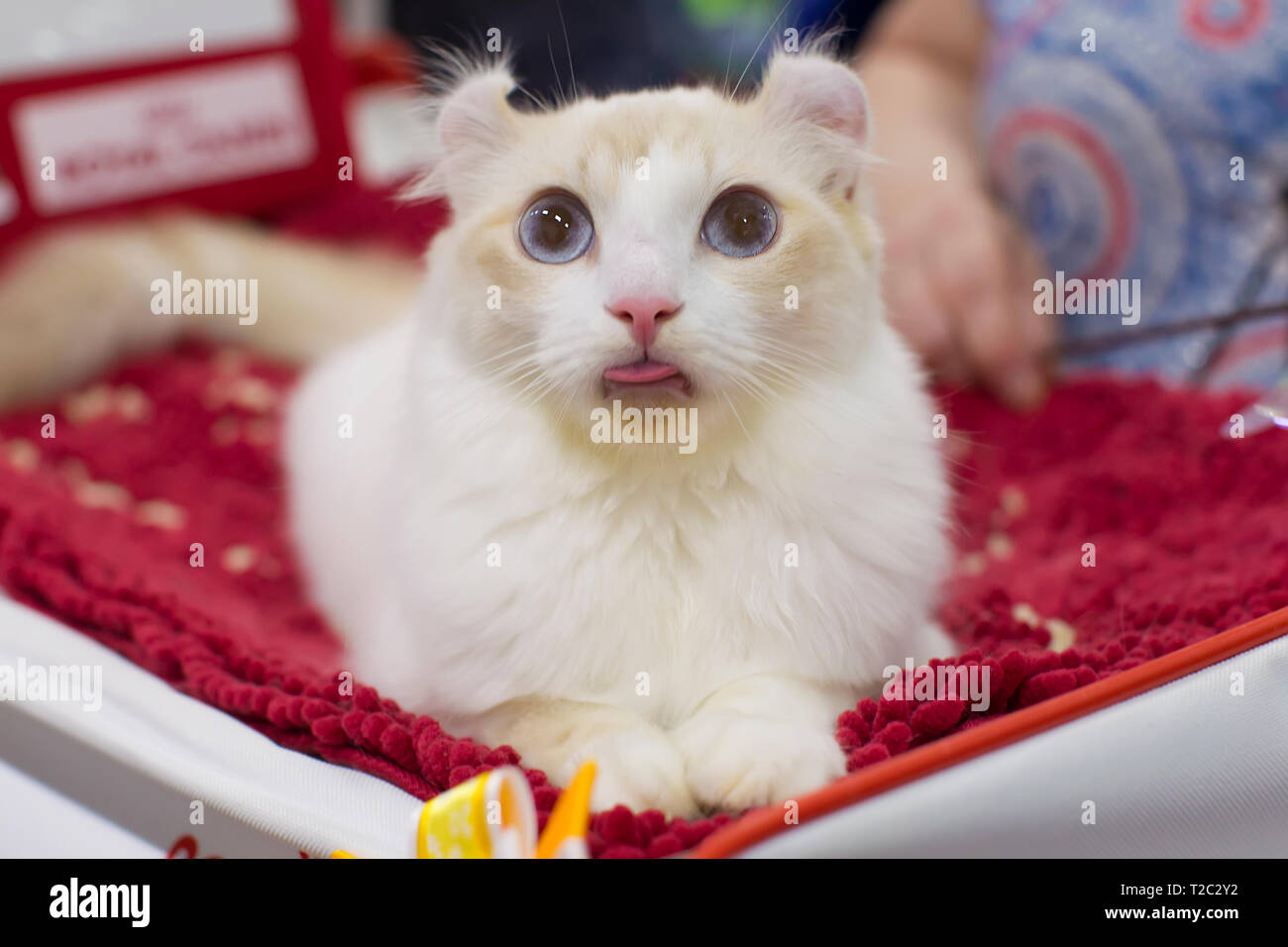 Race De Chat Blanc American Curl A La Foire Photo Stock Alamy