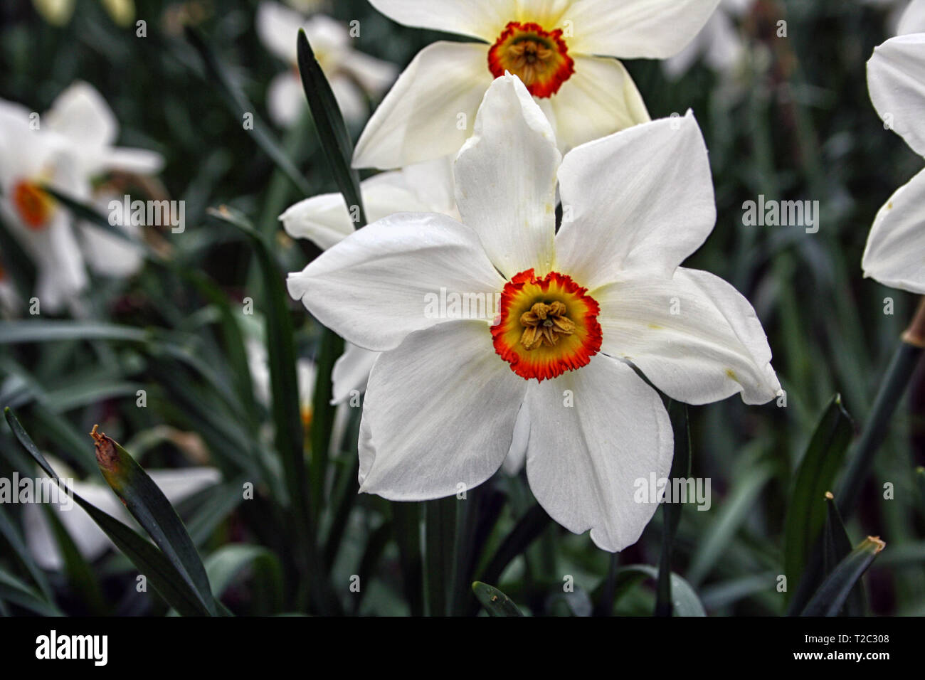 Un gros plan d'une jonquille blanc fleuri juste pour l'arrivée de la saison de printemps. Angleterre, Royaume-Uni fleurs. Banque D'Images