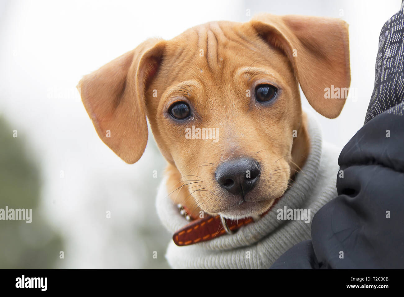 Drôle chiot rouge dans les bras d'un homme Banque D'Images