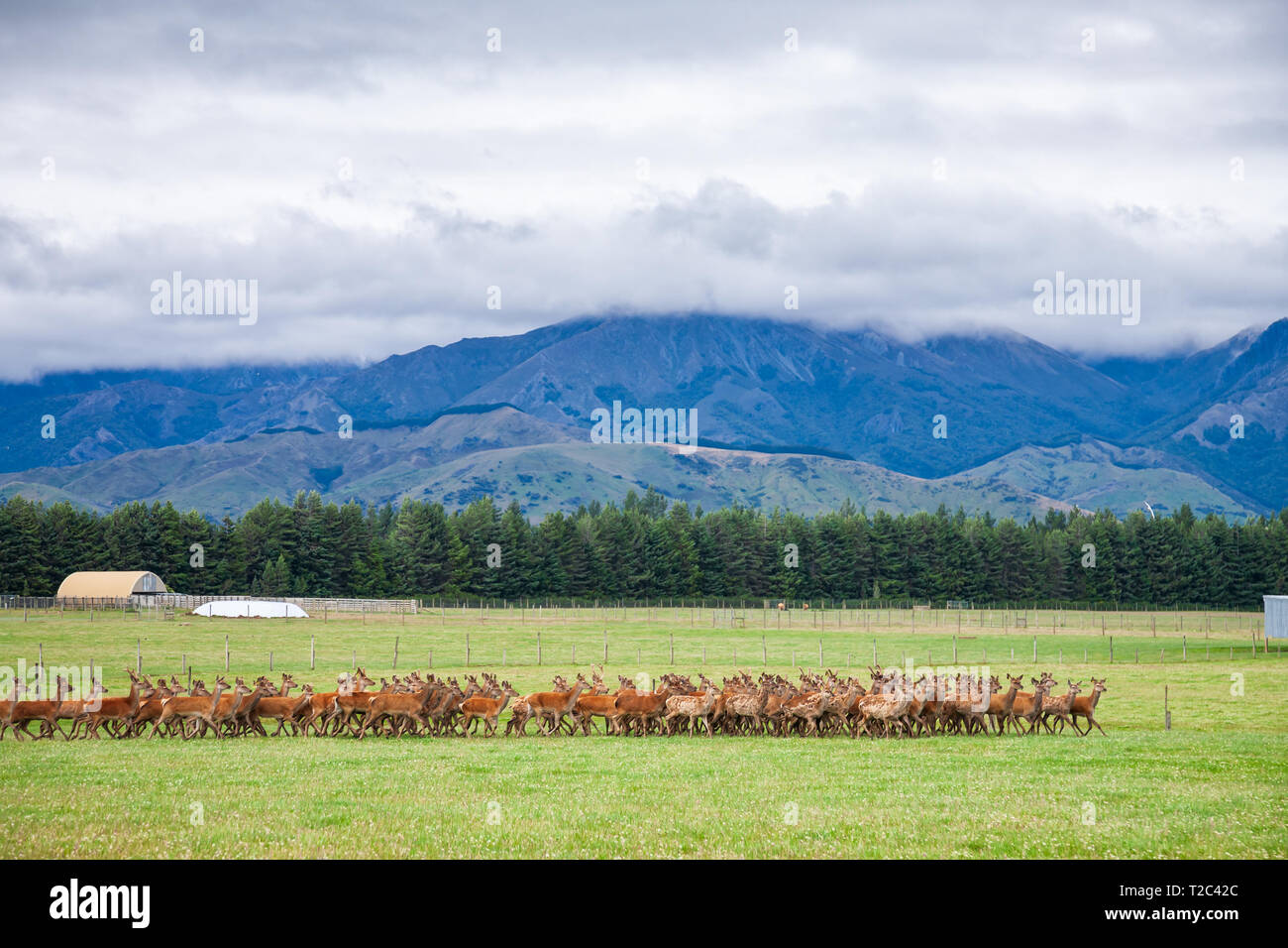 Nouvelle-zélande paysage rural avec des cerfs en liberté à un pâturage avec farm barn et nuageux de montagnes en arrière-plan Banque D'Images