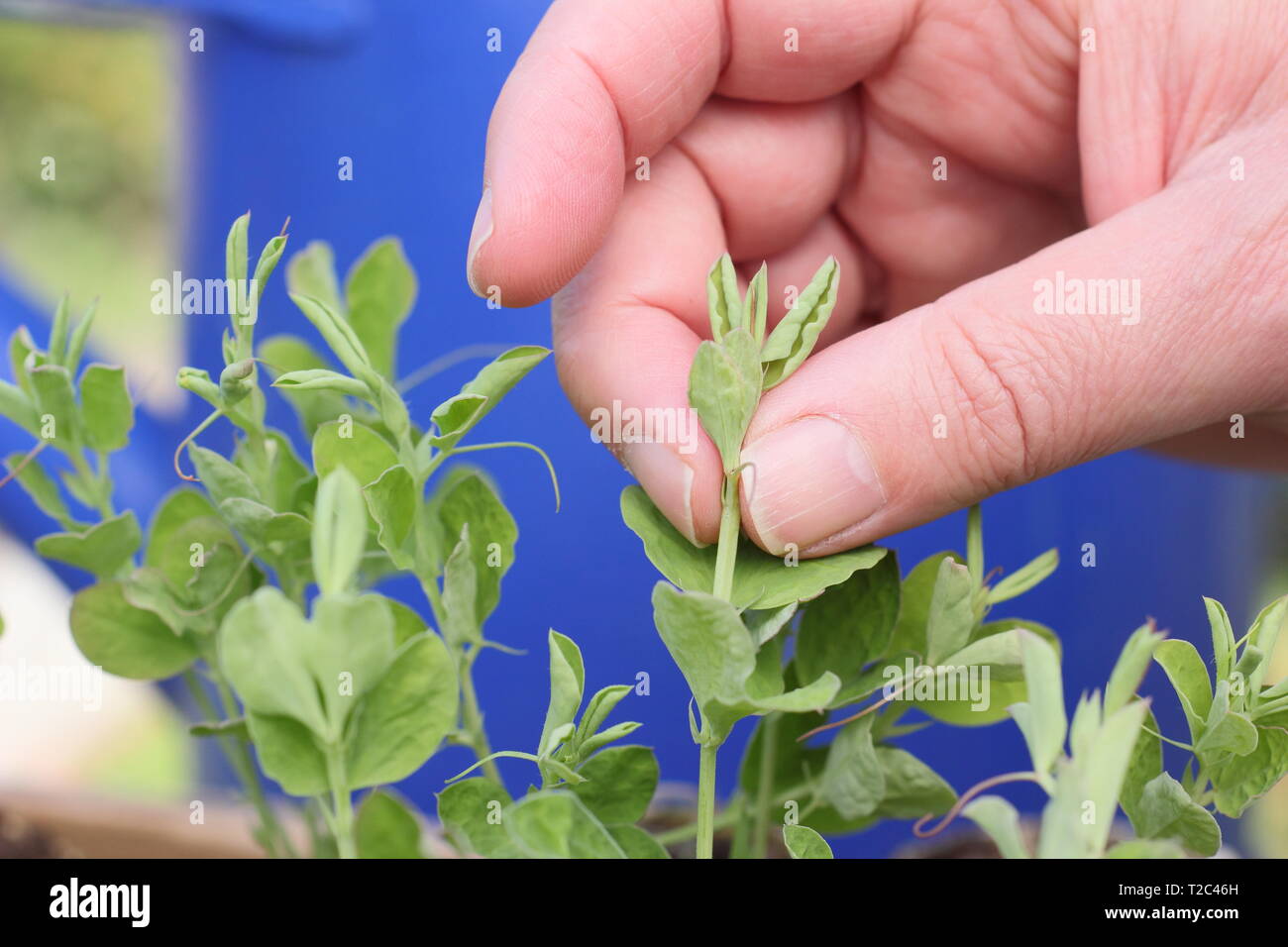 Pincer les semis de pois doux pour encourager une croissance forte et touffue avec plus de tiges de fleurs. ROYAUME-UNI. Lathyrus odoratus. Banque D'Images