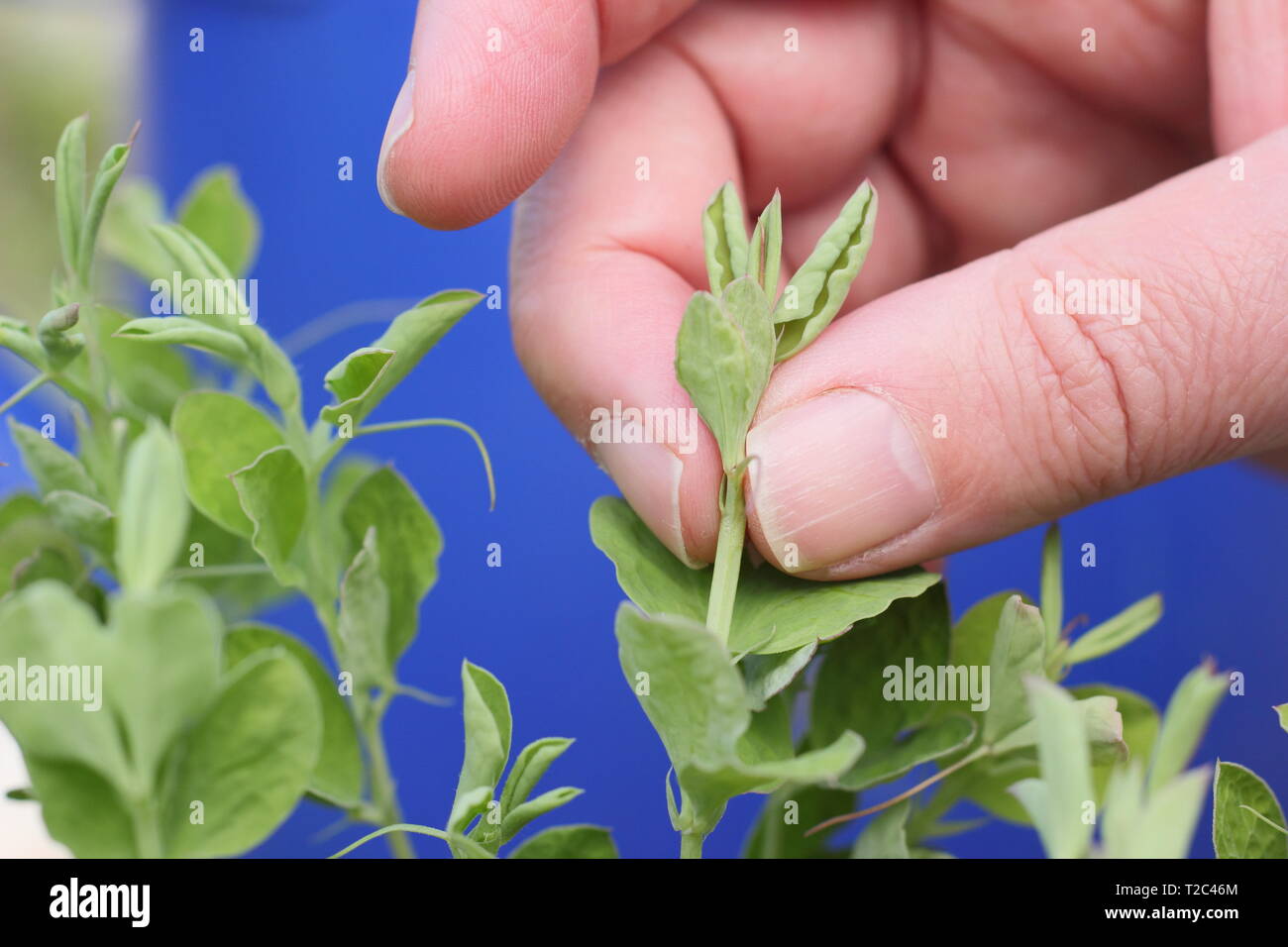 Culture de pois sucrés. Pincer les pointes des semis de pois doux pour encourager une croissance forte et touffue avec plus de tiges de fleurs - mars. ROYAUME-UNI Banque D'Images