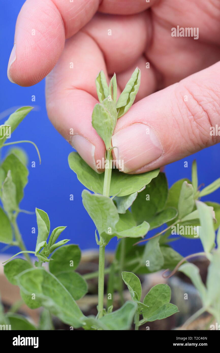 Lathyrus odoratus 'Painted Lady'. Le pincement des conseils de semis de pois, afin d'encourager une forte croissance touffue avec plus de tiges florales - Mars. UK Banque D'Images