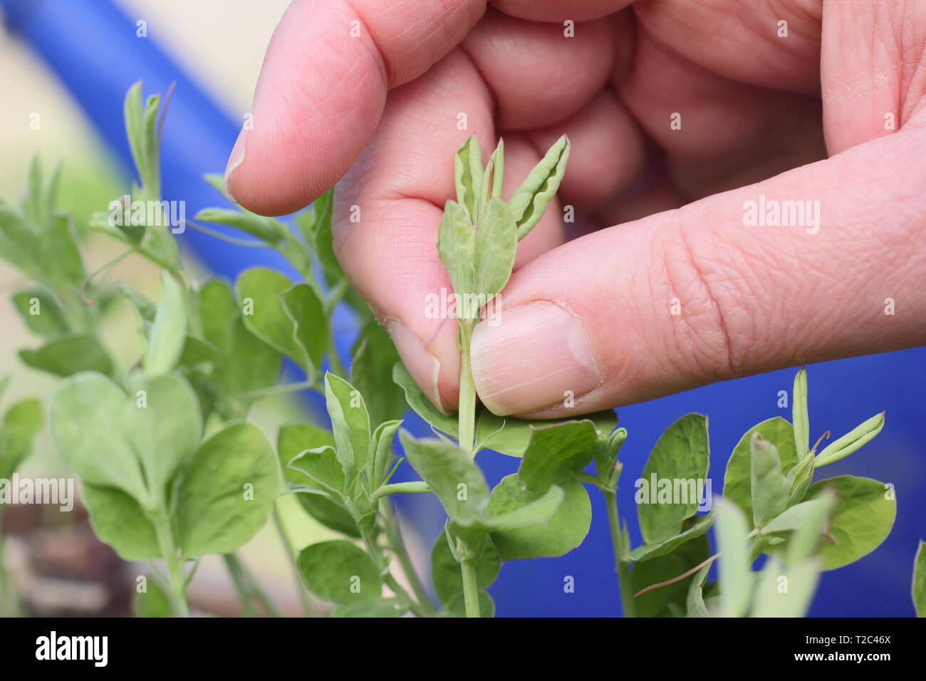 Lathyrus odoratus 'Painted Lady'. Le pincement des conseils de semis de pois, afin d'encourager une forte croissance touffue avec plus de tiges florales - Mars. UK Banque D'Images