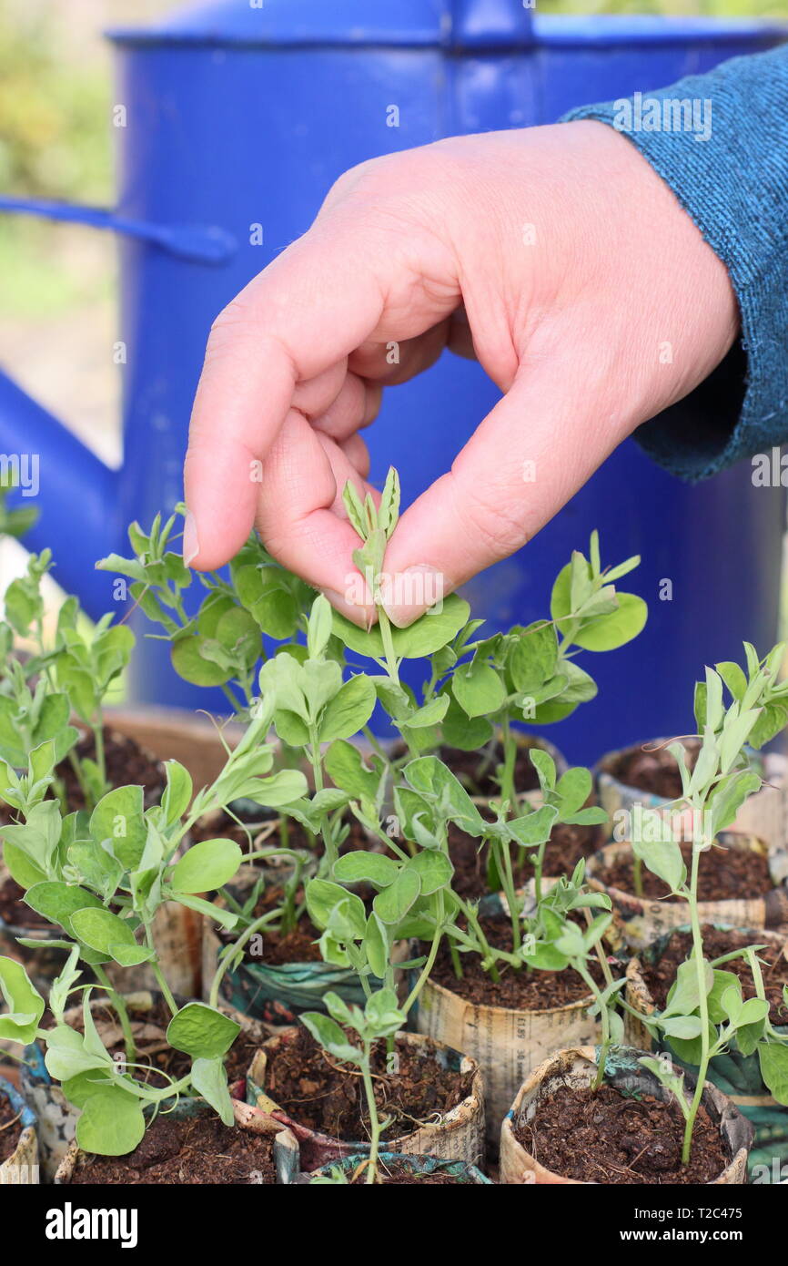 Lathyrus odoratus 'Painted Lady'. Le pincement des conseils de semis de pois, afin d'encourager une forte croissance touffue avec plus de tiges florales - Mars. UK Banque D'Images