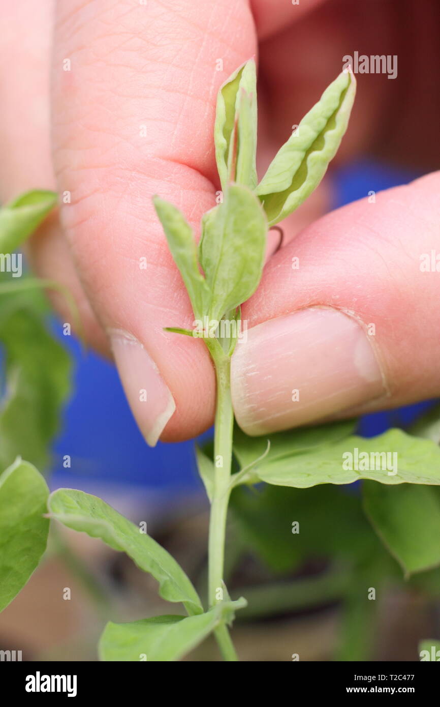 Lathyrus odoratus 'Painted Lady'. Le pincement des conseils de semis de pois, afin d'encourager une forte croissance touffue avec plus de tiges florales - Mars. UK Banque D'Images