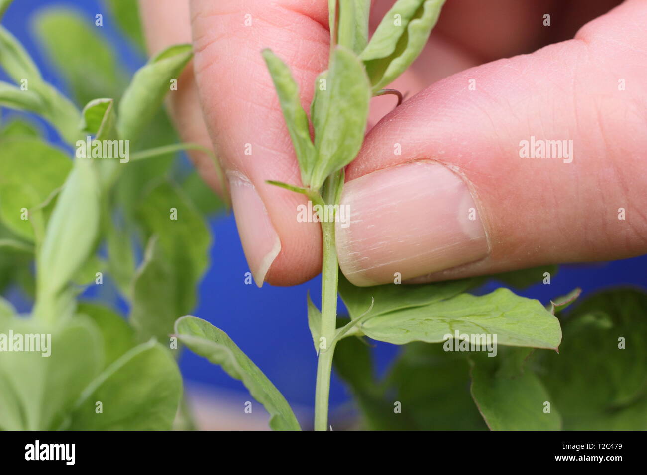 Lathyrus odoratus 'Painted Lady'. Le pincement des conseils de semis de pois, afin d'encourager une forte croissance touffue avec plus de tiges florales - Mars. UK Banque D'Images