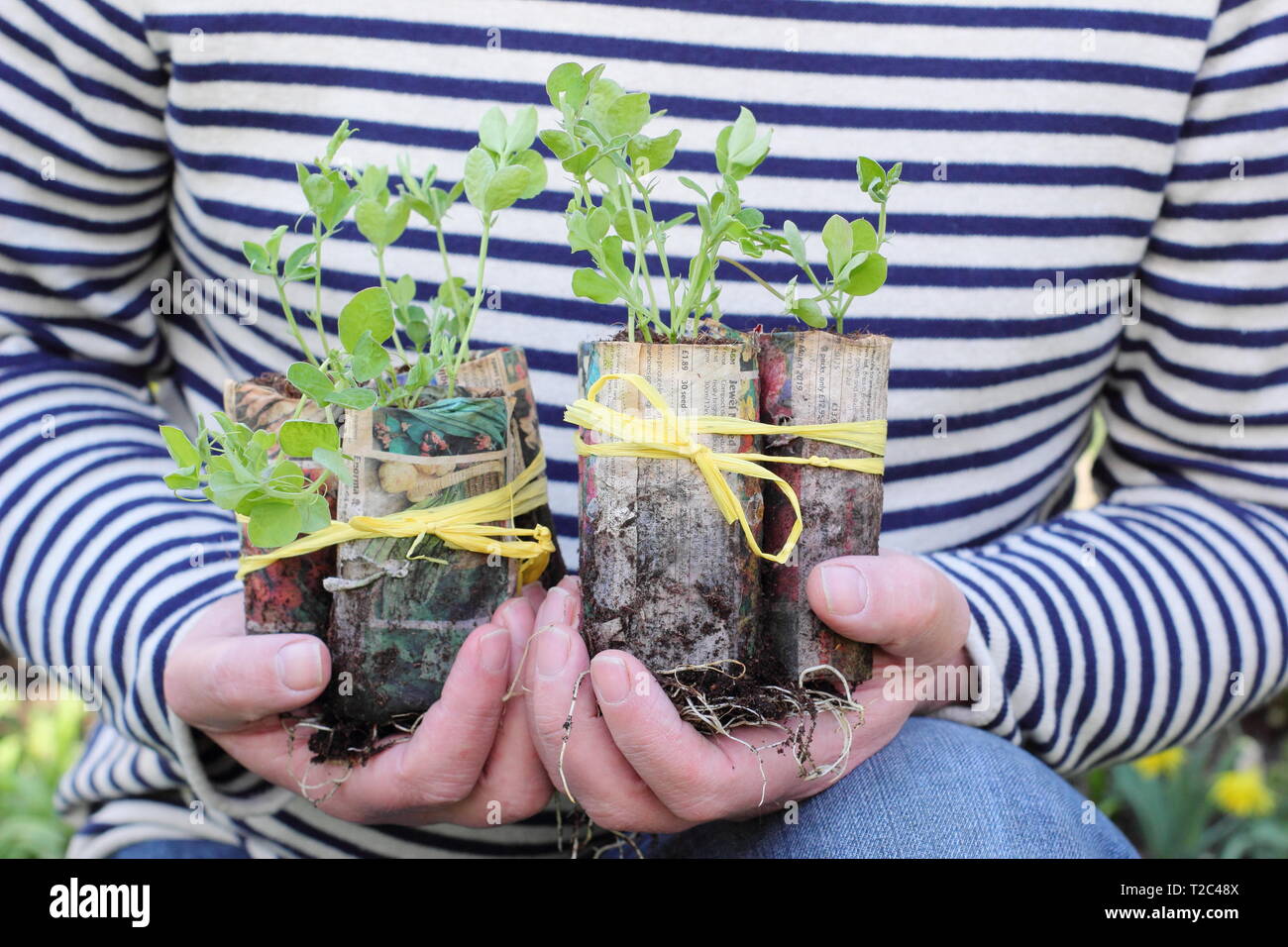 Pois sucrés. Plants de pois doux, cultivés dans des pots de plantes en papier faits maison, prêts à être plantés ; Lathyrus odoratus 'Painted Lady'. Banque D'Images