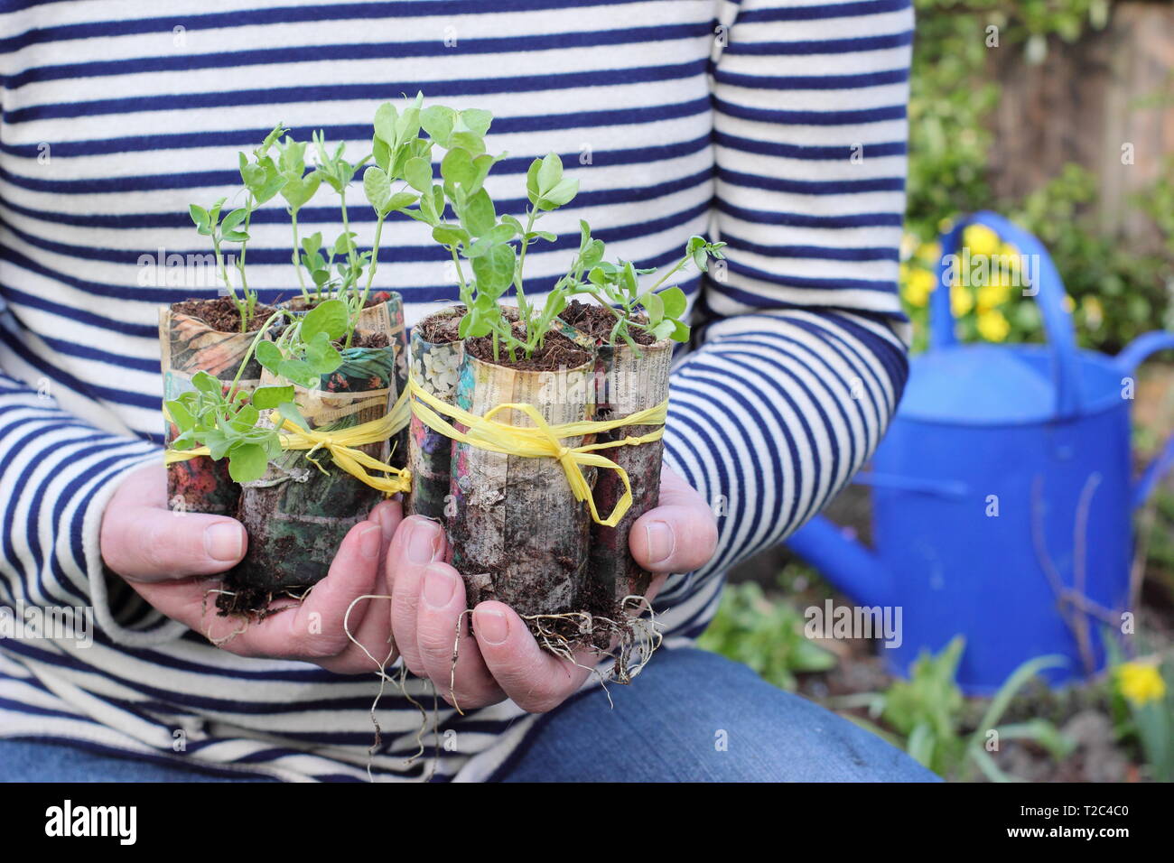 Pois sucrés. Plants de pois doux, cultivés dans des pots de plantes en papier faits maison, prêts à être plantés ; Lathyrus odoratus 'Painted Lady'. Banque D'Images