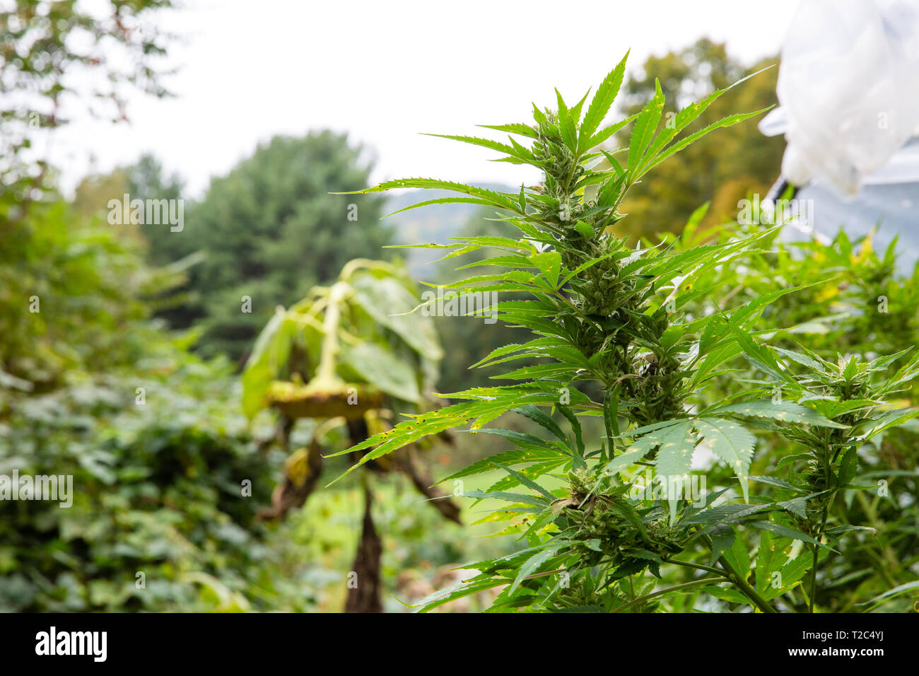 La culture de la marijuana légale de plein air. Grand bud prêtes pour la récolte. Série de cannabis à partir de semences à vendre Banque D'Images