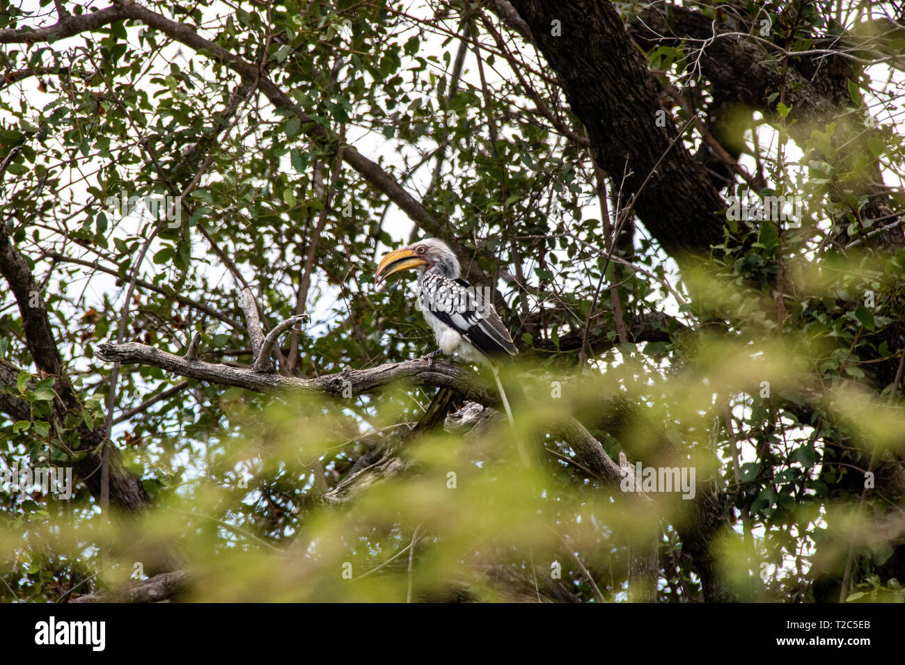 Portrait d'un calao à bec jaune (Tockus flavirostris), Afrique du Sud Banque D'Images