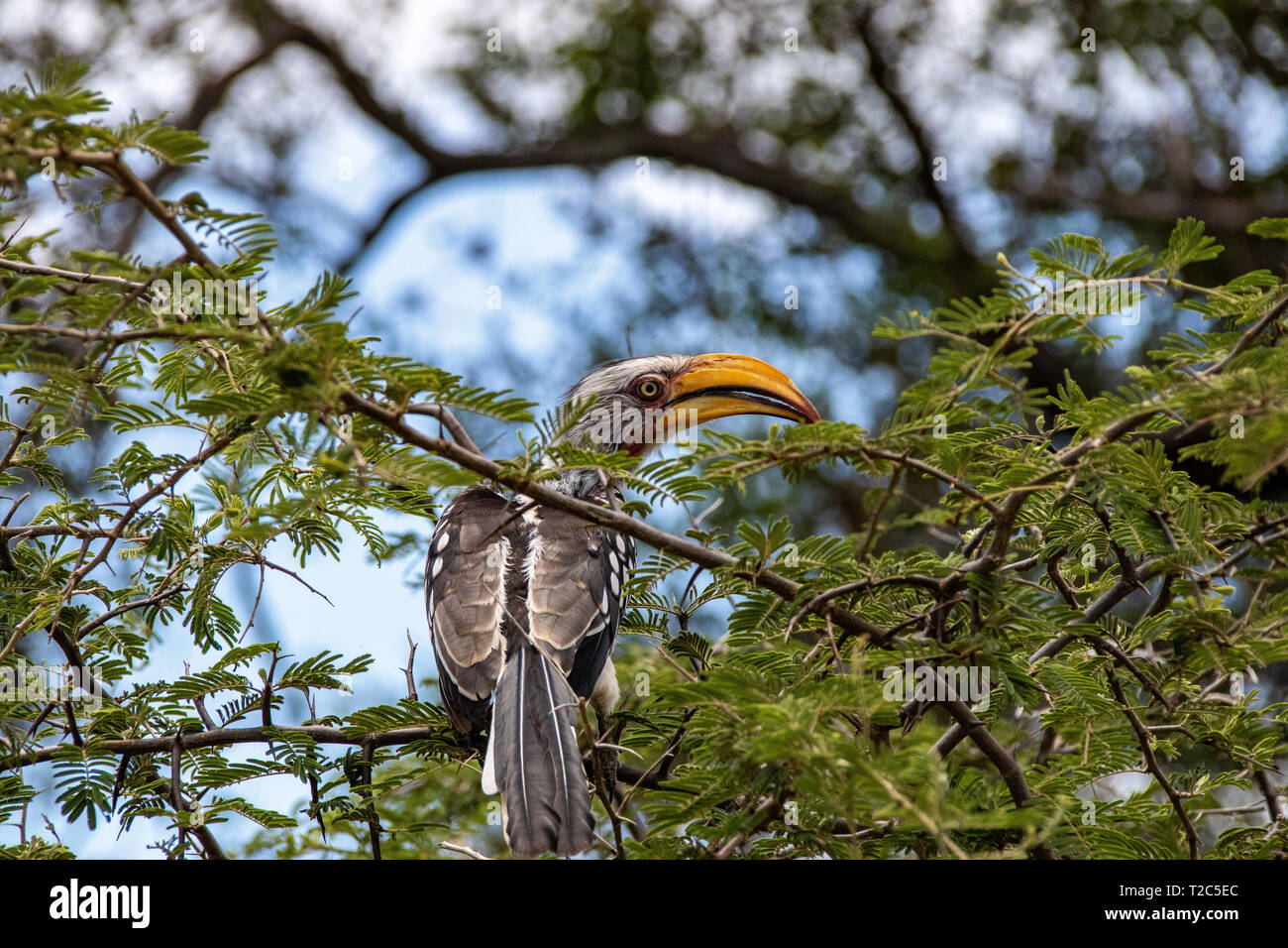 Portrait d'un calao à bec jaune (Tockus flavirostris), Afrique du Sud Banque D'Images