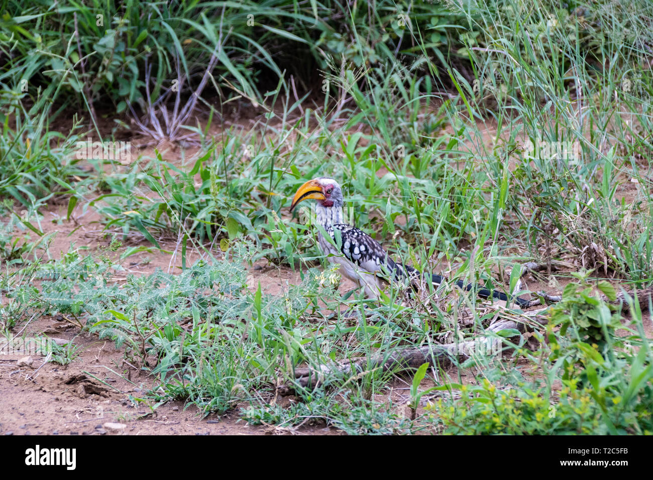 Portrait d'un calao à bec jaune (Tockus flavirostris), Afrique du Sud Banque D'Images