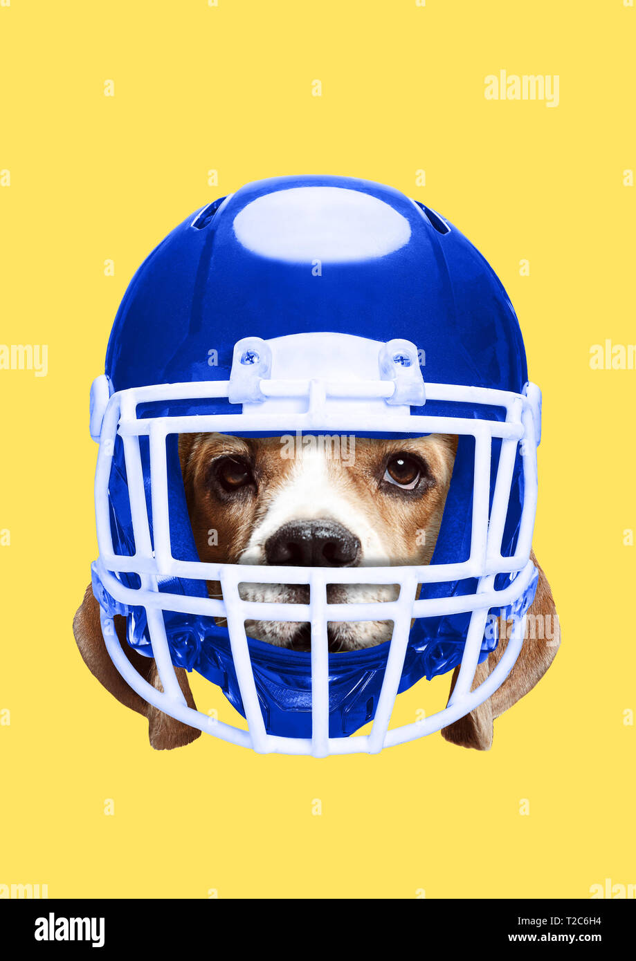 Animaux Domestiques De L Homme Une Protection Des Animaux Tete De Chien Dans Le Sport Ou Le Football Americain Casque Bleu A L Arriere Plan Jaune L Espace Negatif Chiens Et Chats Safet Photo Stock