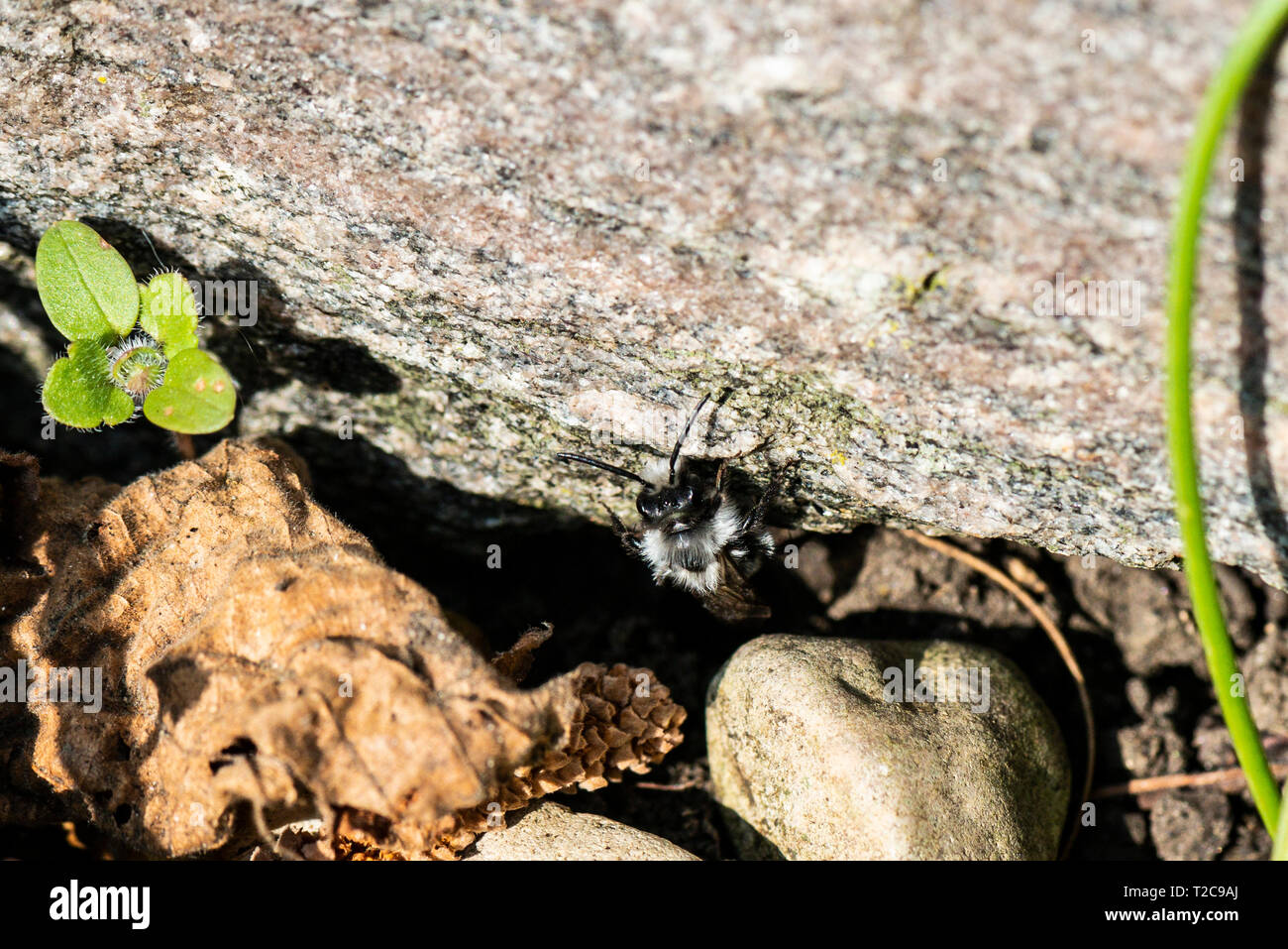 Une exploitation minière gris (abeille Andrena cineraria) Banque D'Images