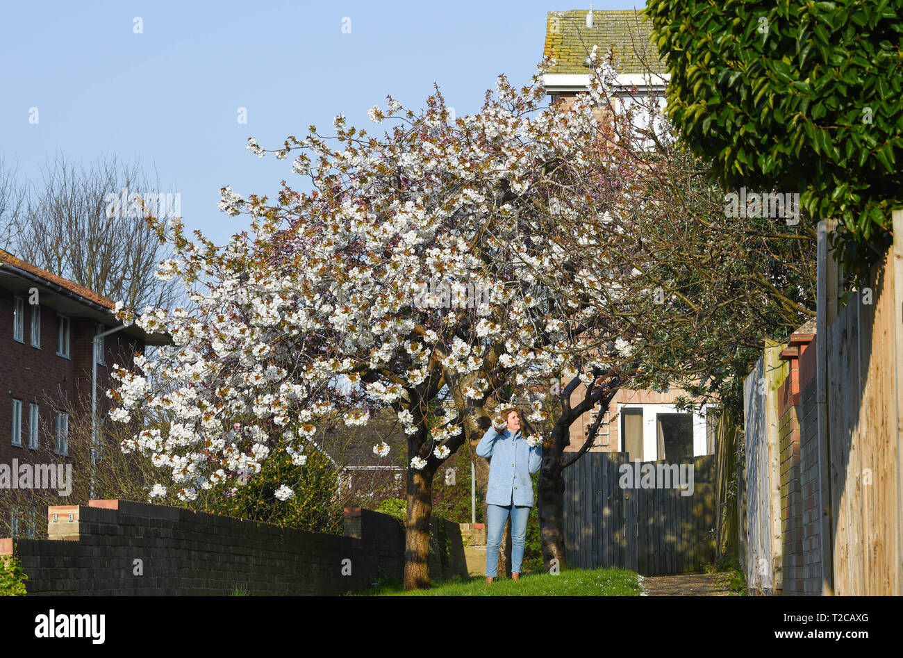 Brighton, UK. 1er avril 2019. Une femme jouit d'une belle promenade parmi les fleurs de printemps dans le Queens Park Brighton sur un temps ensoleillé mais froid matin . Le temps devrait se refroidir considérablement dans le Royaume-Uni avec les orages et la pluie en raison de sur des parties du pays d'ici quelques jours de crédit : Simon Dack/Alamy Live News Banque D'Images