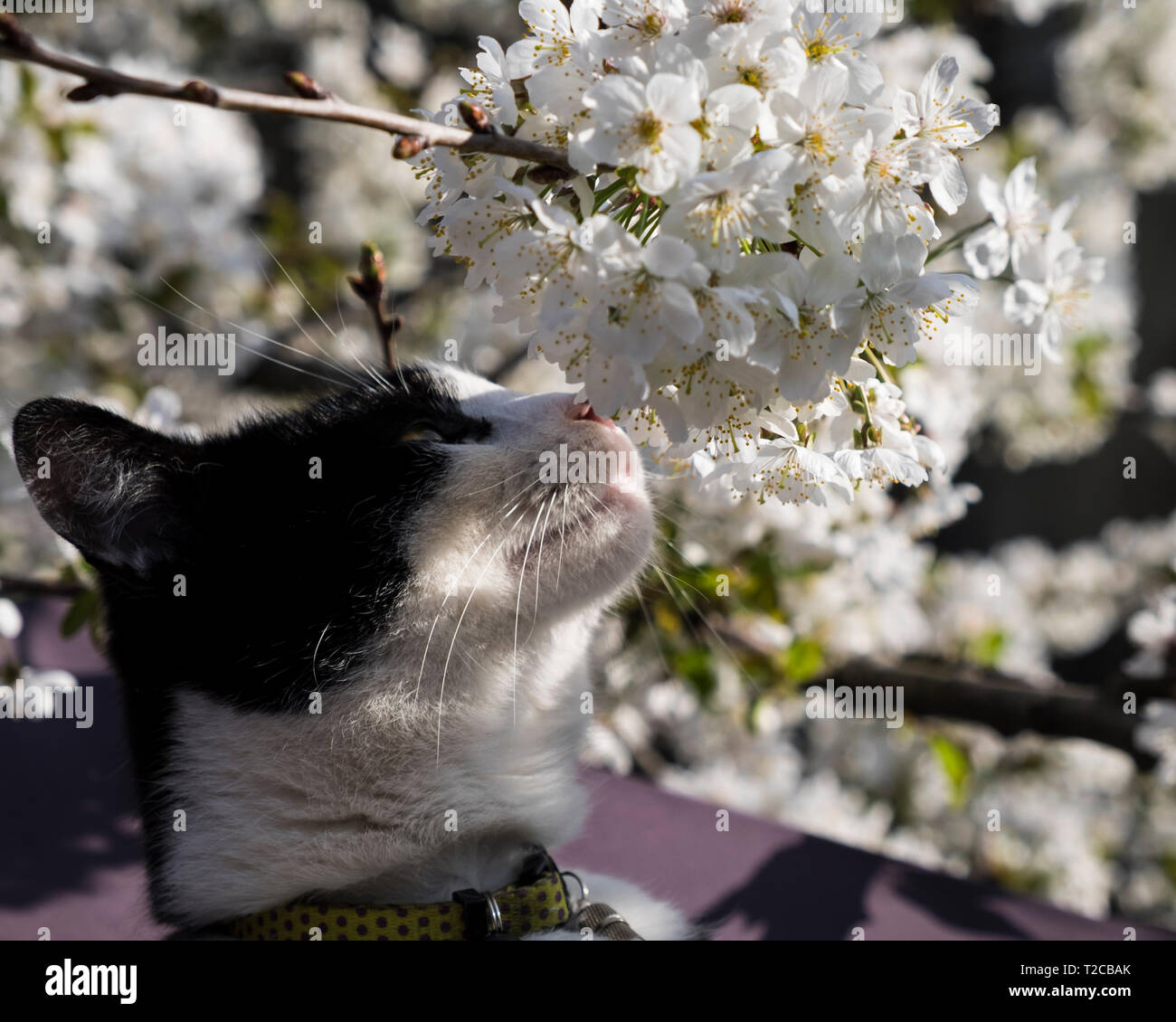 Londres, Royaume-Uni. 1er avril 2019. Roly le chat se prélasse au soleil dans une autre journée de printemps dans la capitale. (C) Crédit : Paul Swinney/Alamy Live News Banque D'Images