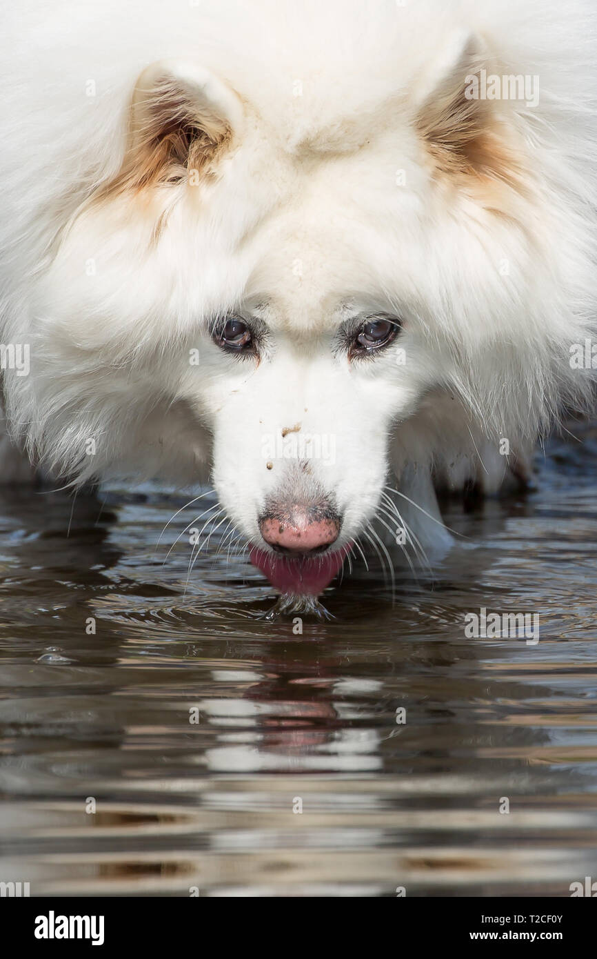 Kidderminster, UK. 1er avril 2019. Météo France : le premier jour du mois d'avril, l'population de Kidderminster est de profiter du beau soleil du printemps. Avec de tels un épais manteau blanc, le Furry, ce chien Samoyède interrompt sa marche d'utiliser un service de flux à assimiler une boisson rafraîchissante ! Credit : Lee Hudson/Alamy Live News Banque D'Images Kidderminster, UK. 1er avril 2019. Météo France : le premier jour du mois d'avril, l'population de Kidderminster est de profiter du beau soleil du printemps. Avec de tels un épais manteau blanc, le Furry, ce chien Samoyède interrompt sa marche d'utiliser un service de flux à assimiler une boisson rafraîchissante ! Credit : Lee Hudson/Alamy Live News Banque D'Images