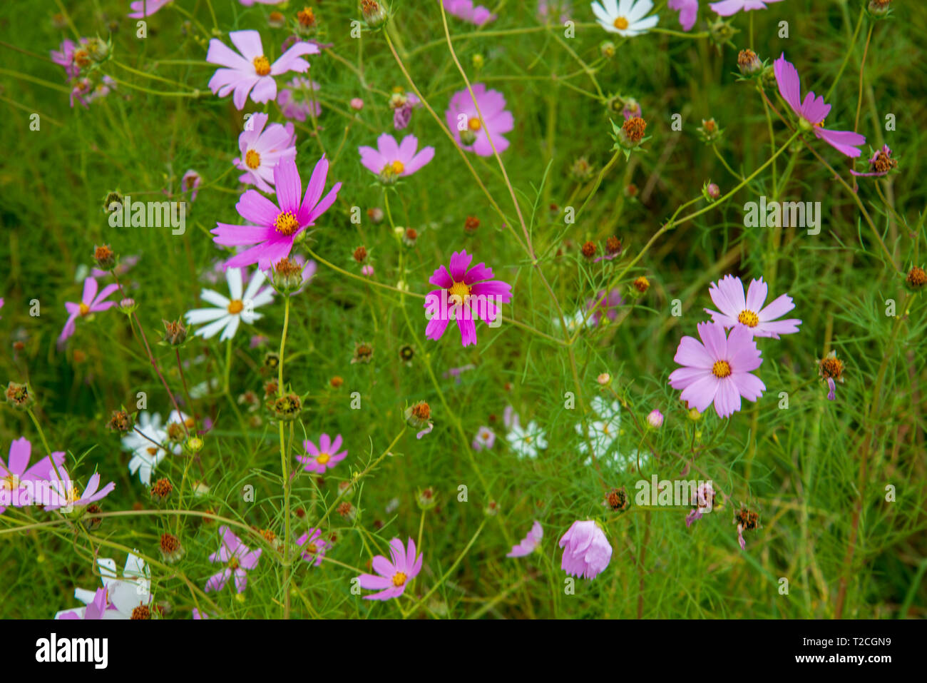 Johannesburg, Afrique du Sud, 1er avril, 2019. Des nuages de pluie en rouleau sur un champ de cosmos fleurs dans le Parc du Delta. Cosmos bloom ici en mars, comme l'automne commence, ainsi qu'en novembre. Credit : Eva-Lotta Jansson/Alamy News Banque D'Images