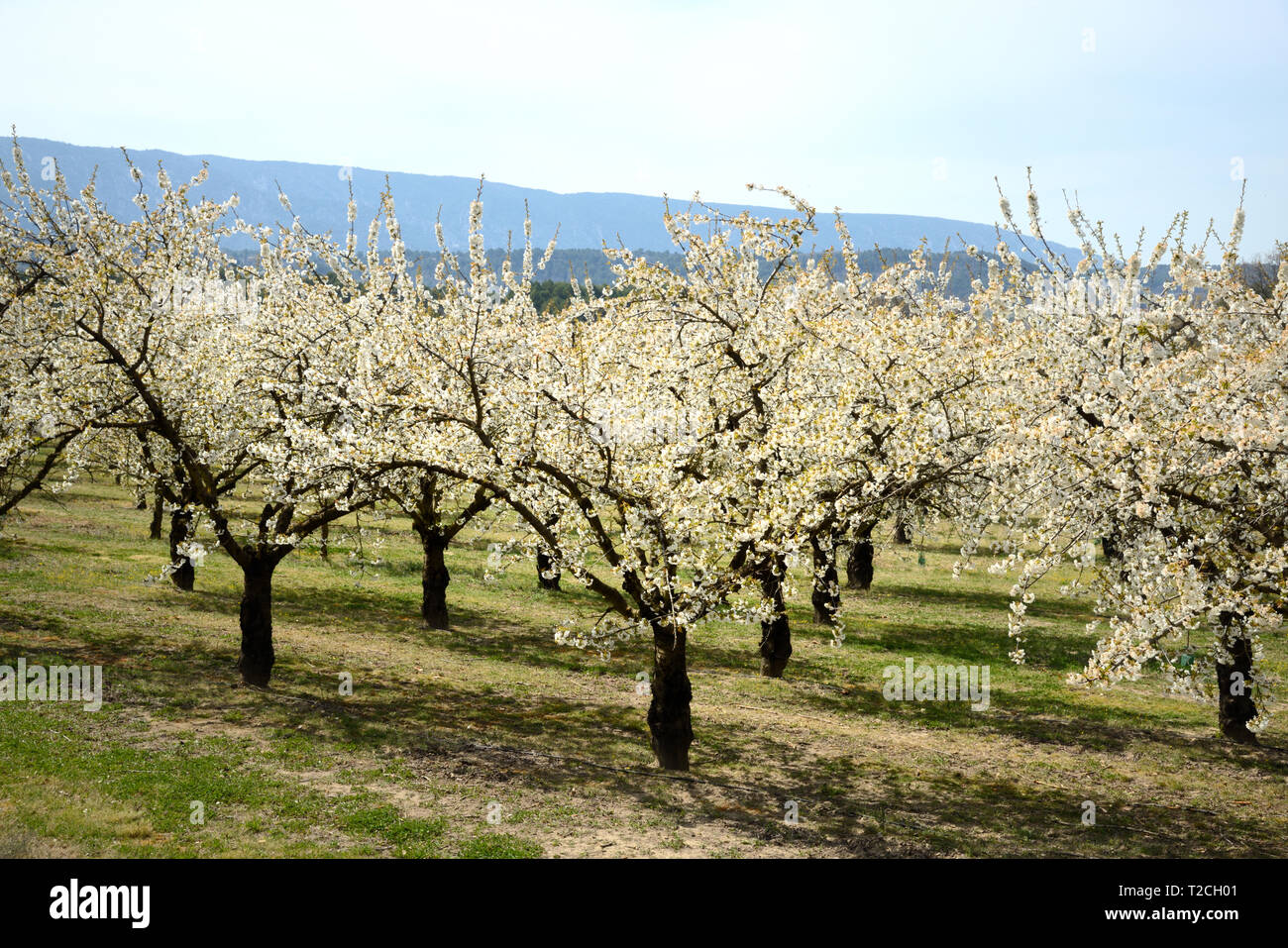 Provence, France, 1er avril 2019. Cherry Blossom trres dans le Luberon, Provence, France. Un espace de beauté naturelle exceptionnelle, le Luberon est devenu bien connu au Royaume-Uni à travers les livres de l'écrivain britannique Peter Mayle. Crédit : Chris Hellier/Alamy Live News Banque D'Images