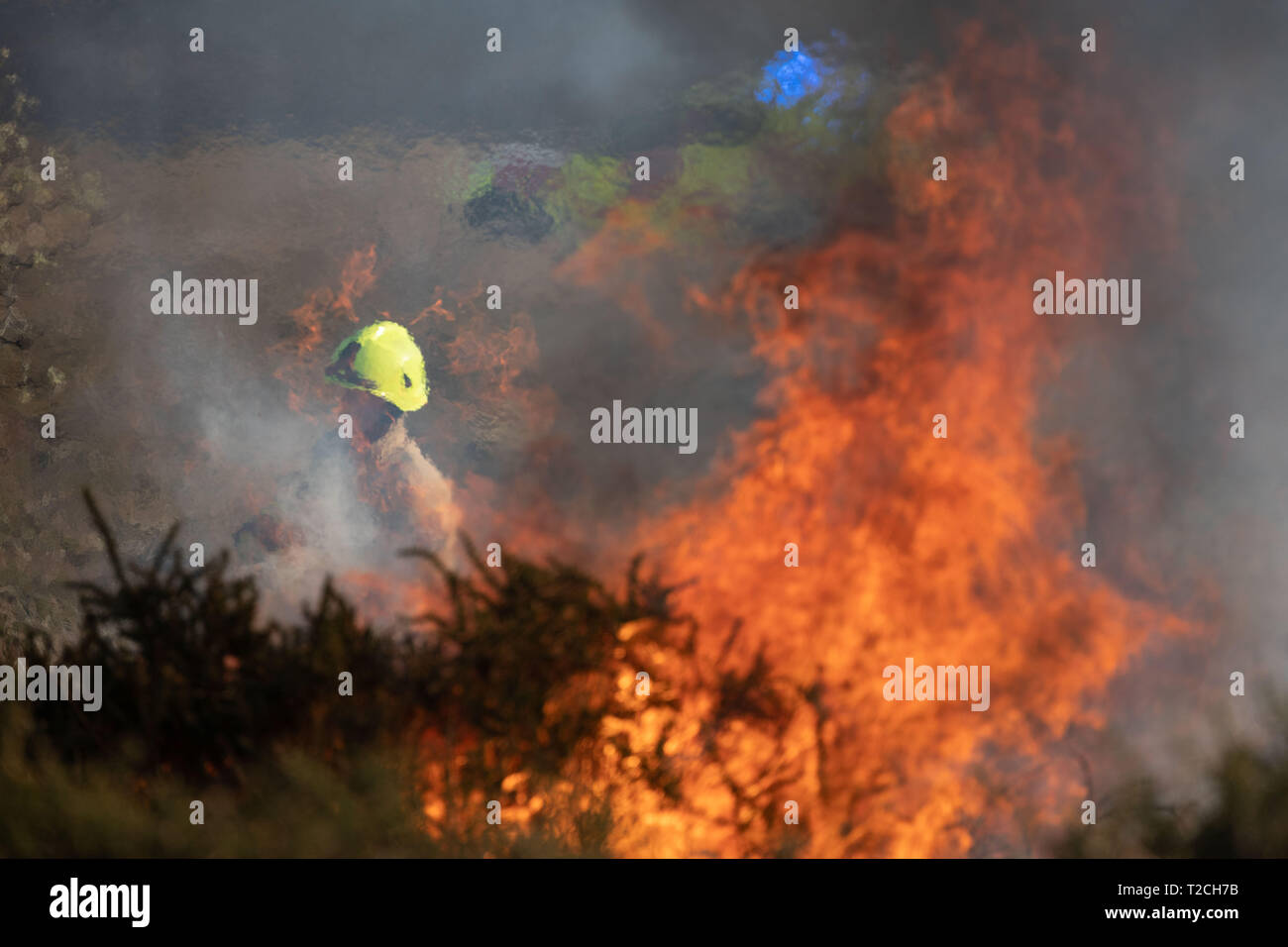 Swansea, Pays de Galles, Royaume-Uni. 1er avril 2019. Chaleur de la journée : en dépit de l'échéance du 31 mars les feux d'herbe continuent de faire rage sur la péninsule de Gower terres communes, ici sur la lande à 'Cefn Bryn'. Alors que les agriculteurs ont besoin d'effacer le gors et d'autres plantes de couverture pour permettre aux nouvelles pousses pour bons pâturages, la faune des groupes tels que la RSPB en lumière la situation des oiseaux qui nichent au sol et de petits mammifères. Pompiers à temps partiel de Cowley Adam Reynoldston Fire Station, Gower, près de Swansea, a expliqué la nécessité de contrôler le vent a balayé les flammes. Credit : Gareth LLewelyn/Alamy Live News Banque D'Images