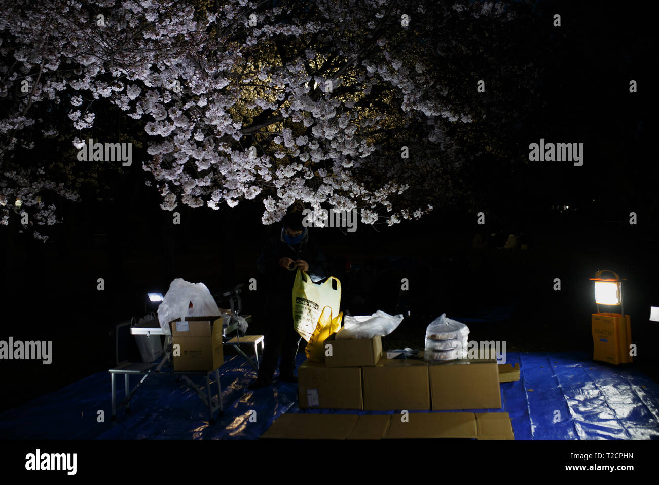 Une personne vu la préparation de la fleur de cerisier visites de travail à un parc, Nagoya, Aichi Prefecture, Japan. La fleur de cerisier également connu sous le nom de Sakura au Japon habituellement son sommet en mars ou début avril au printemps. Le Sakura est la fleur nationale du Japon et d'apprécier les cerisiers en fleurs est une vieille coutume japonaise. Banque D'Images