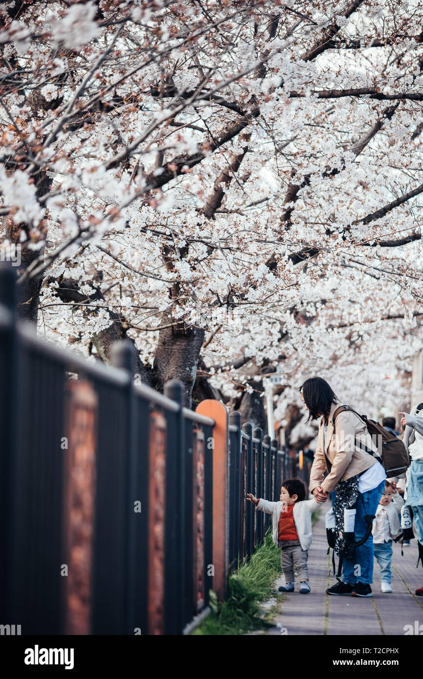 Un parent et l'enfant vu profiter de vues cherry blossom à rivière yamazaki, Nagoya, Aichi Prefecture, Japan. La fleur de cerisier également connu sous le nom de Sakura au Japon habituellement son sommet en mars ou début avril au printemps. Le Sakura est la fleur nationale du Japon et d'apprécier les cerisiers en fleurs est une vieille coutume japonaise. Banque D'Images