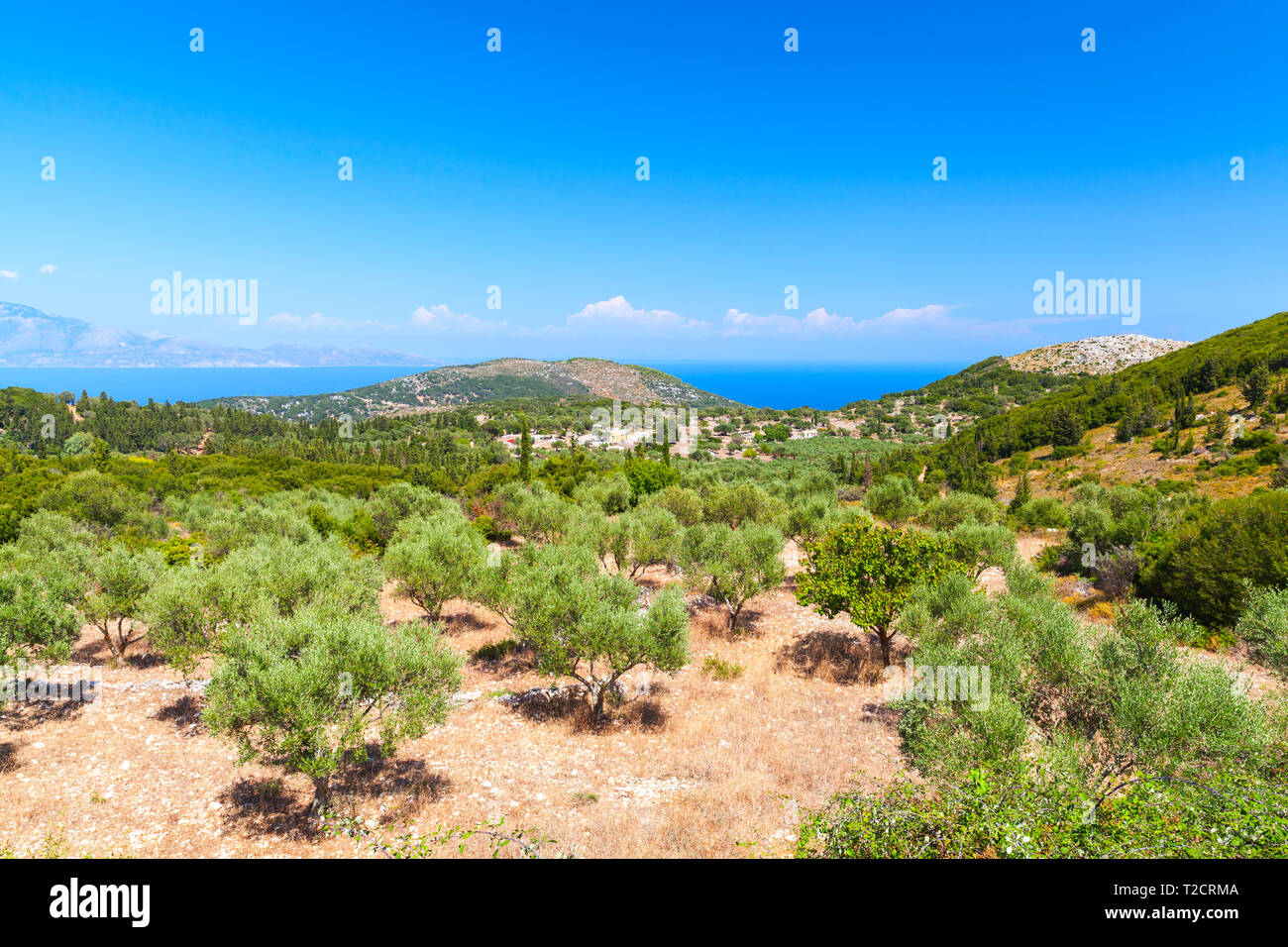 Paysage d'été côtières avec des oliviers. Zakynthos, île grecque dans la mer Ionienne Banque D'Images