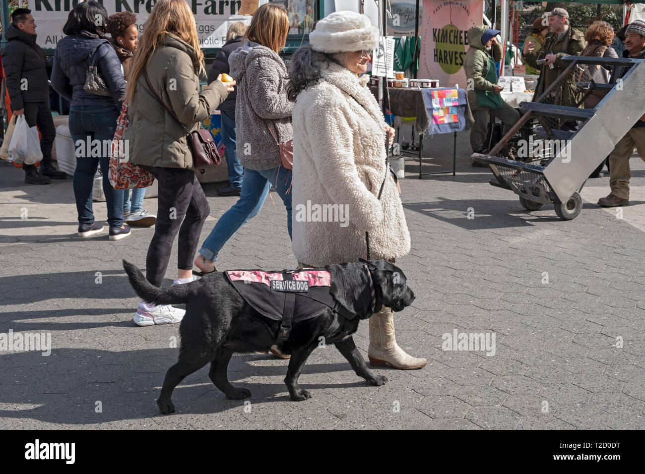 Une femme plus âgée dans les vêtements d'hiver promenades à travers l'Union Square Green Market avec son chien aidant. Banque D'Images