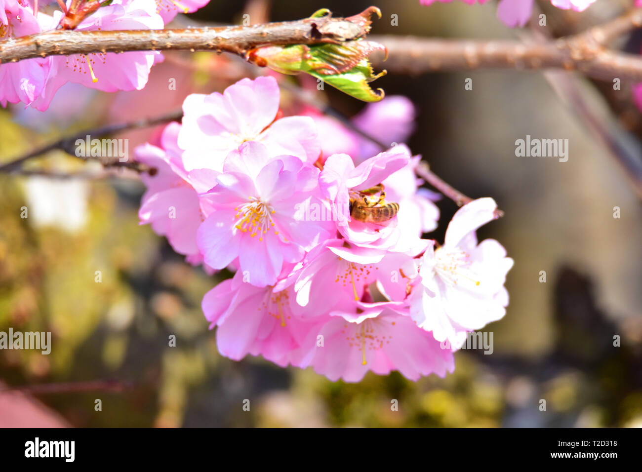 Photo de fleurs roses dans un jardin. Banque D'Images