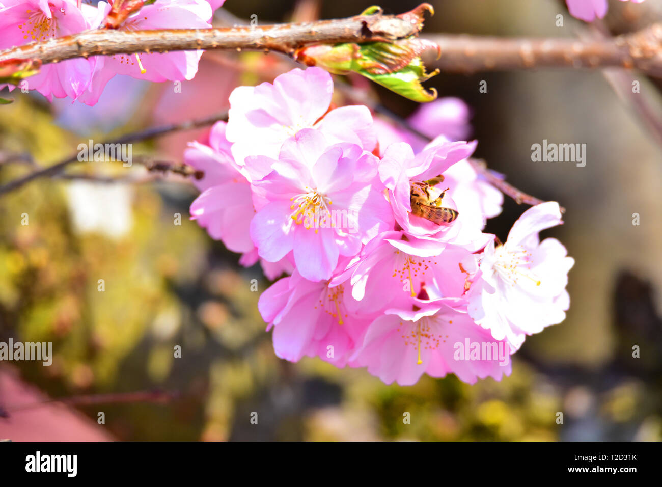 Photo de fleurs roses dans un jardin. Banque D'Images