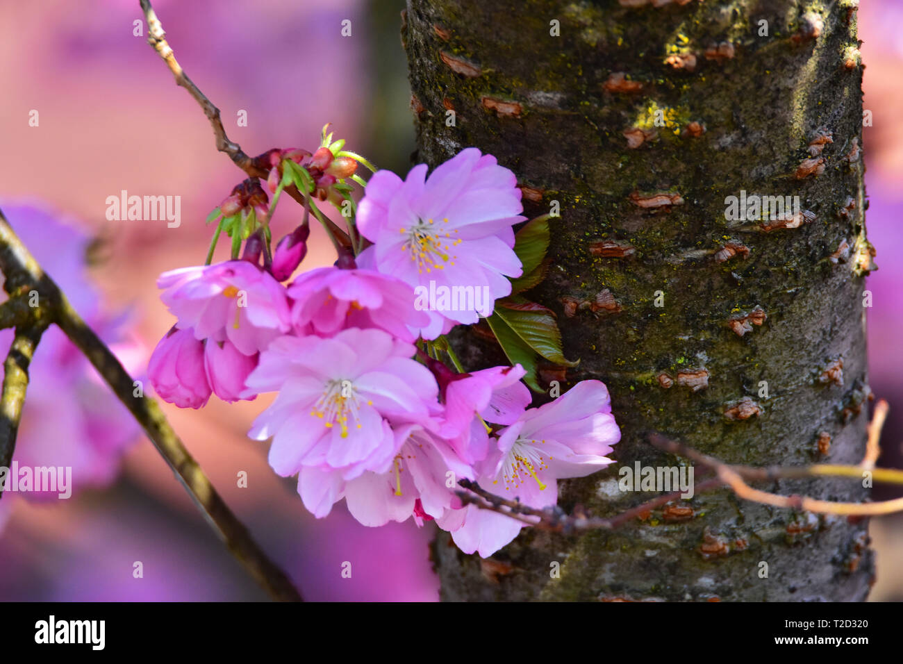 Photo de fleurs roses dans un jardin. Banque D'Images