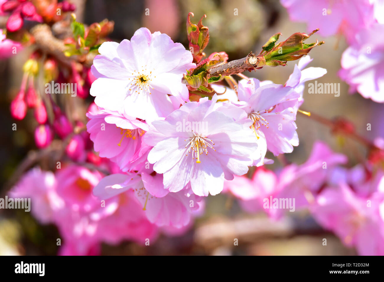 Photo de fleurs roses dans un jardin. Banque D'Images