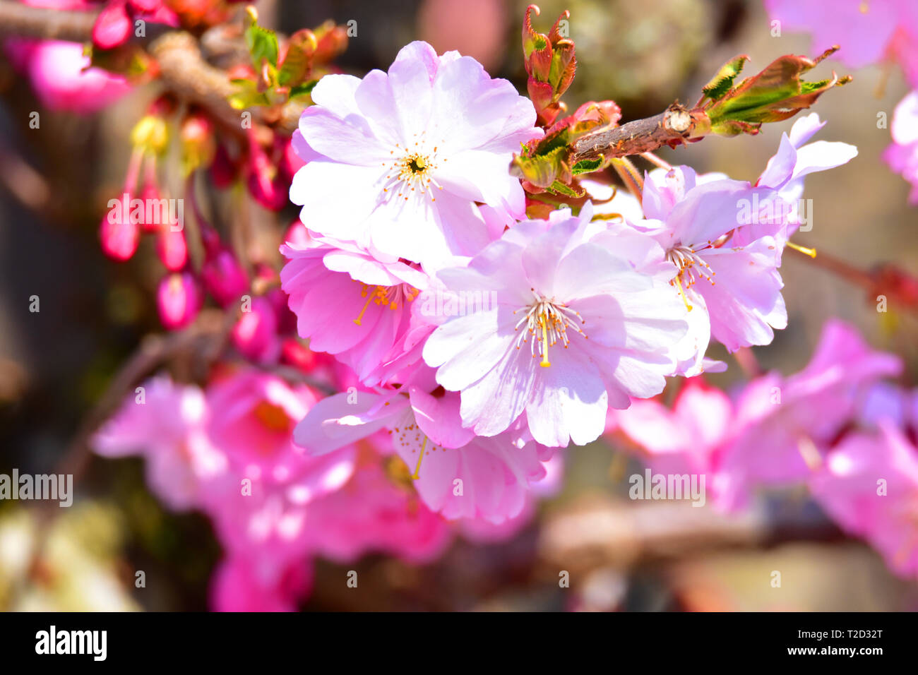 Photo de fleurs roses dans un jardin. Banque D'Images