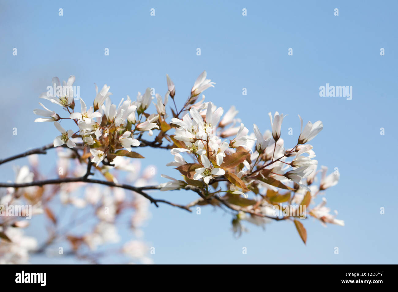 L'Amelanchier lamarckii fleurit au printemps. Banque D'Images