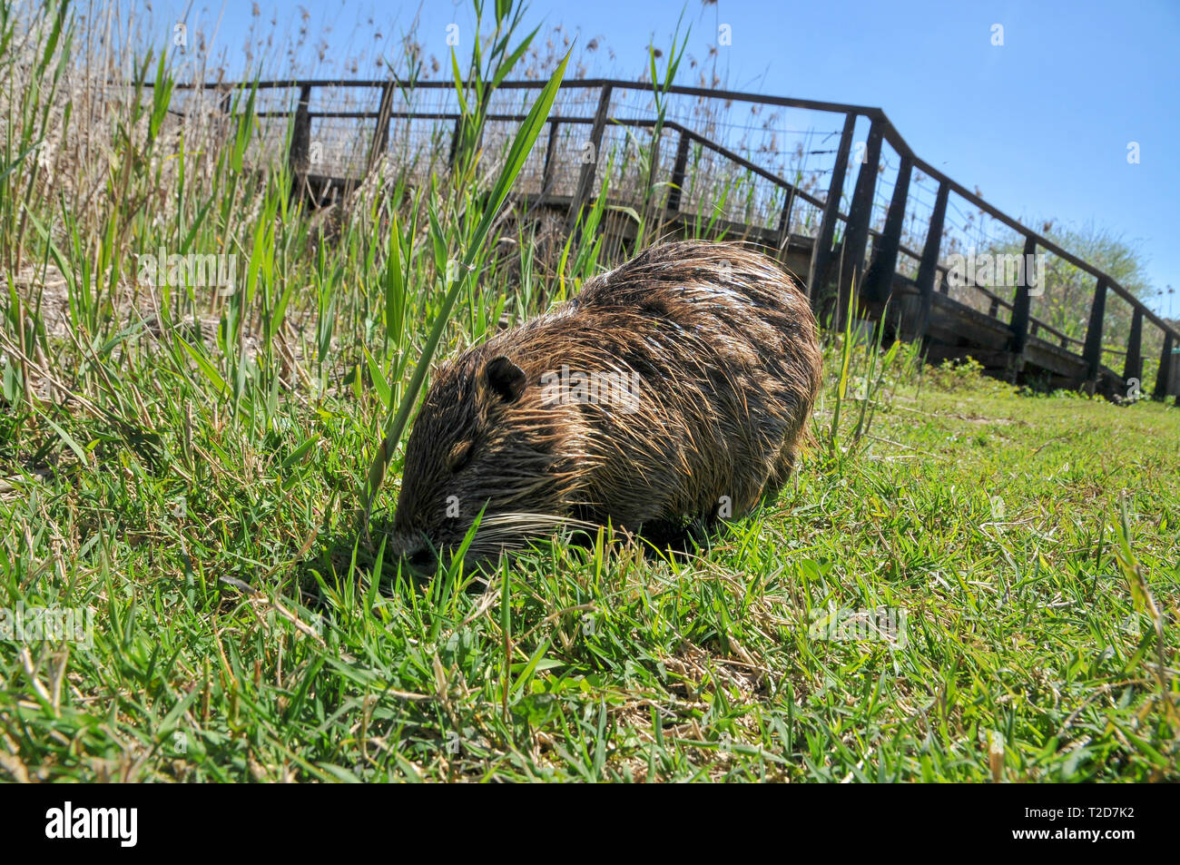 Ragondin, ou le ragondin (Myocastor coypus) sur terre. Photographié en Israël, Vallée de Hula en Mars Banque D'Images