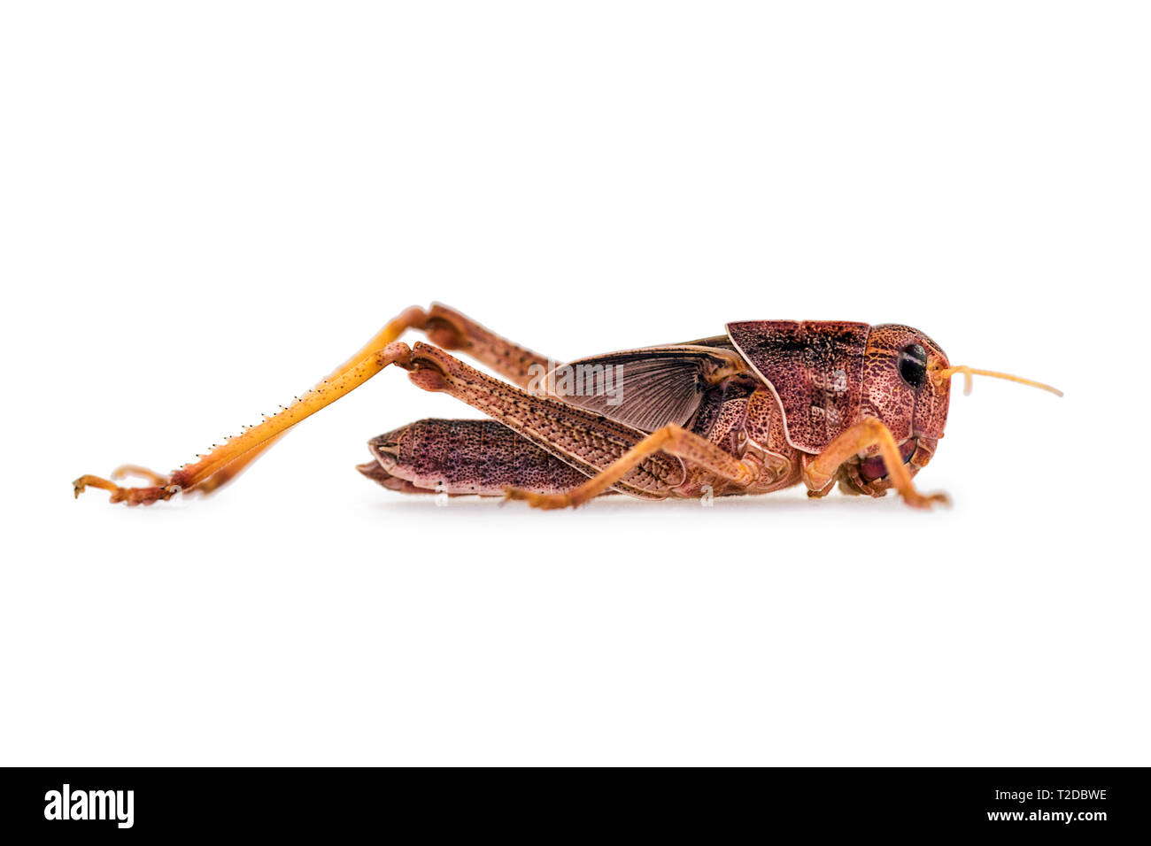 Locustisolated migrateurs sur fond blanc Banque D'Images